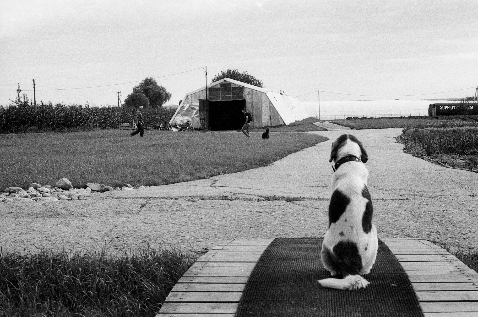 SuperFoodFarm. История фермы. Другой Павел Поцелуев. Фотограф в 2025 году