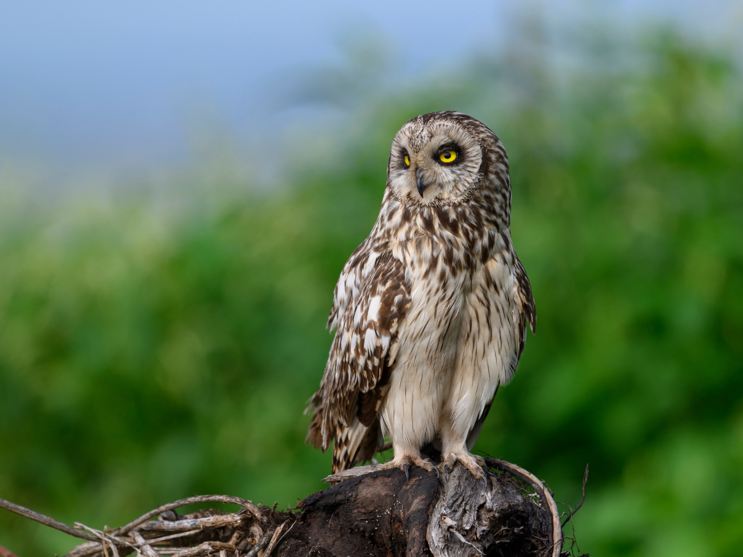 Храбрый совенок | Brave owlet. Фотограф Сергей Пупонин