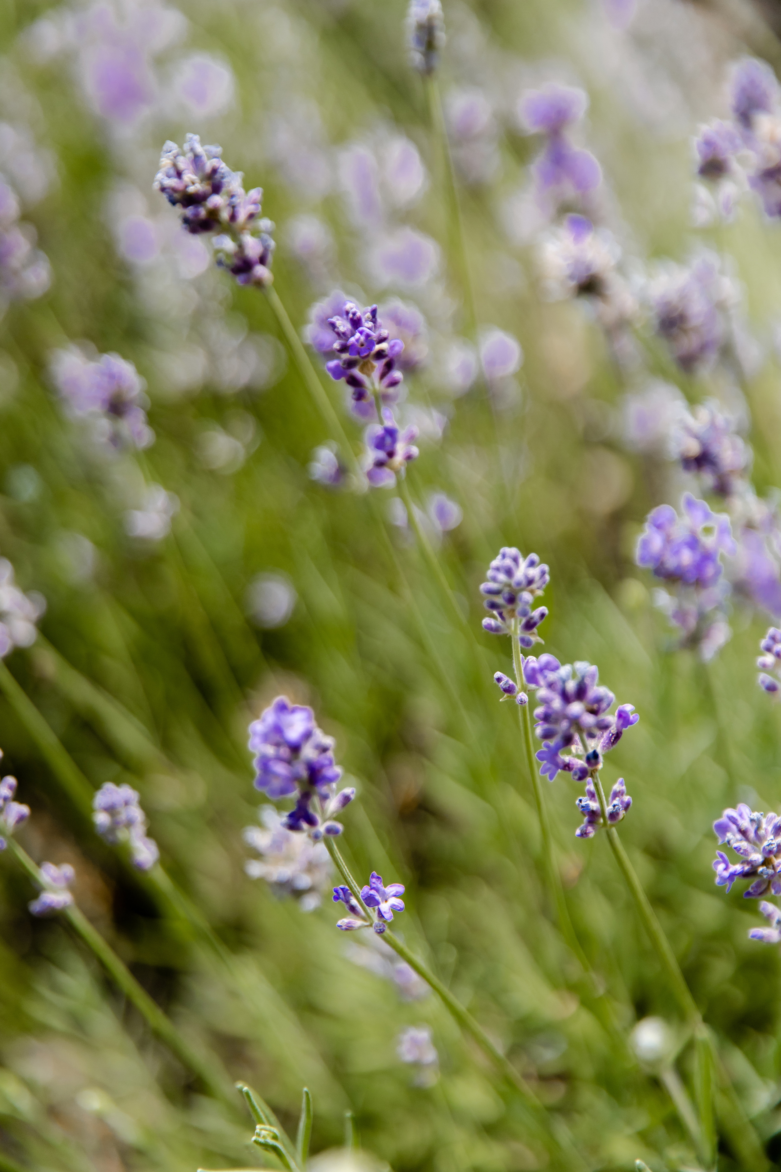 Свадебный день Кости и Ани. Свадебный фотограф Анна Бабахина