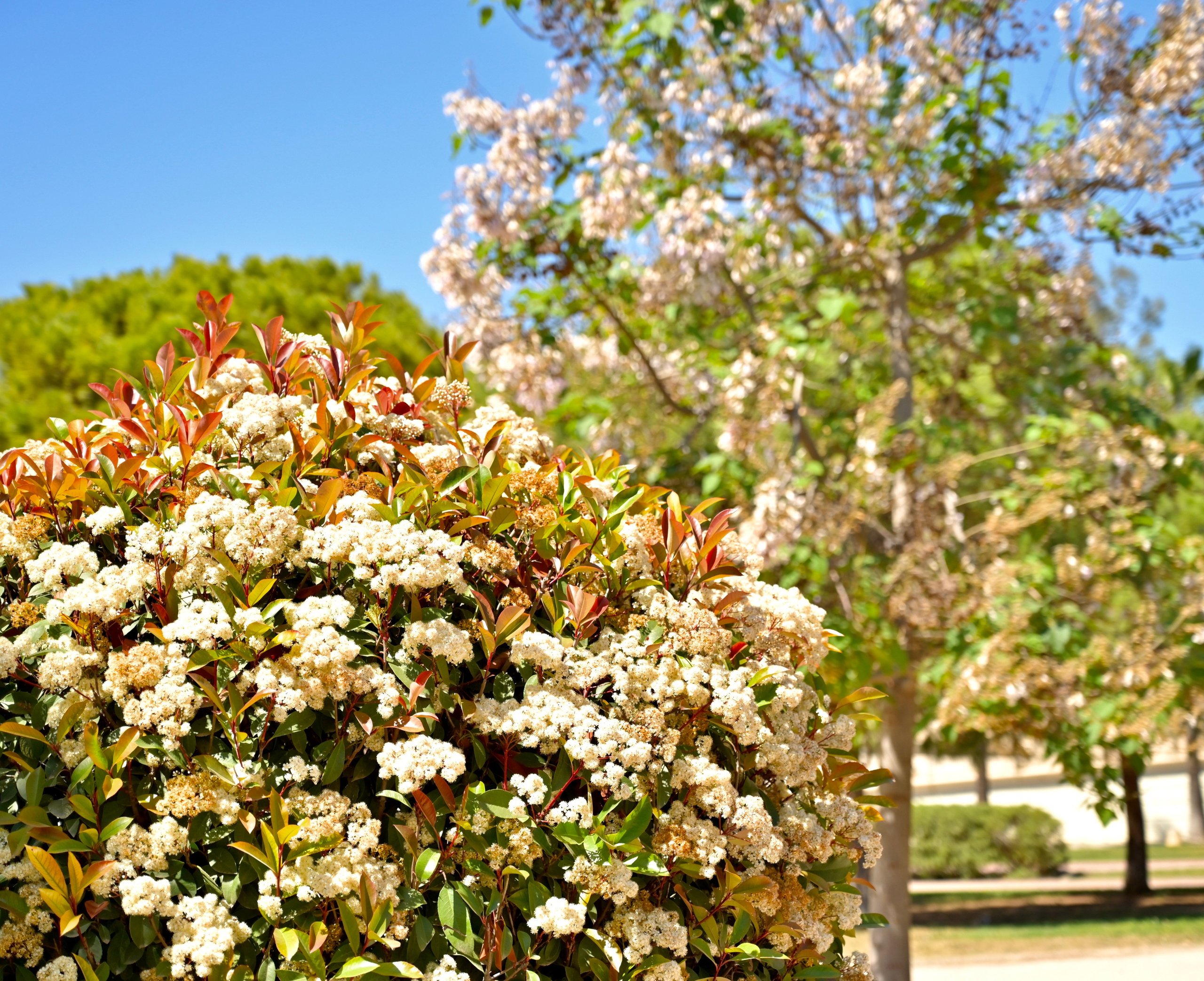 Парки Валенсии. Гид и фотограф в Валенсии Новиков Михаил