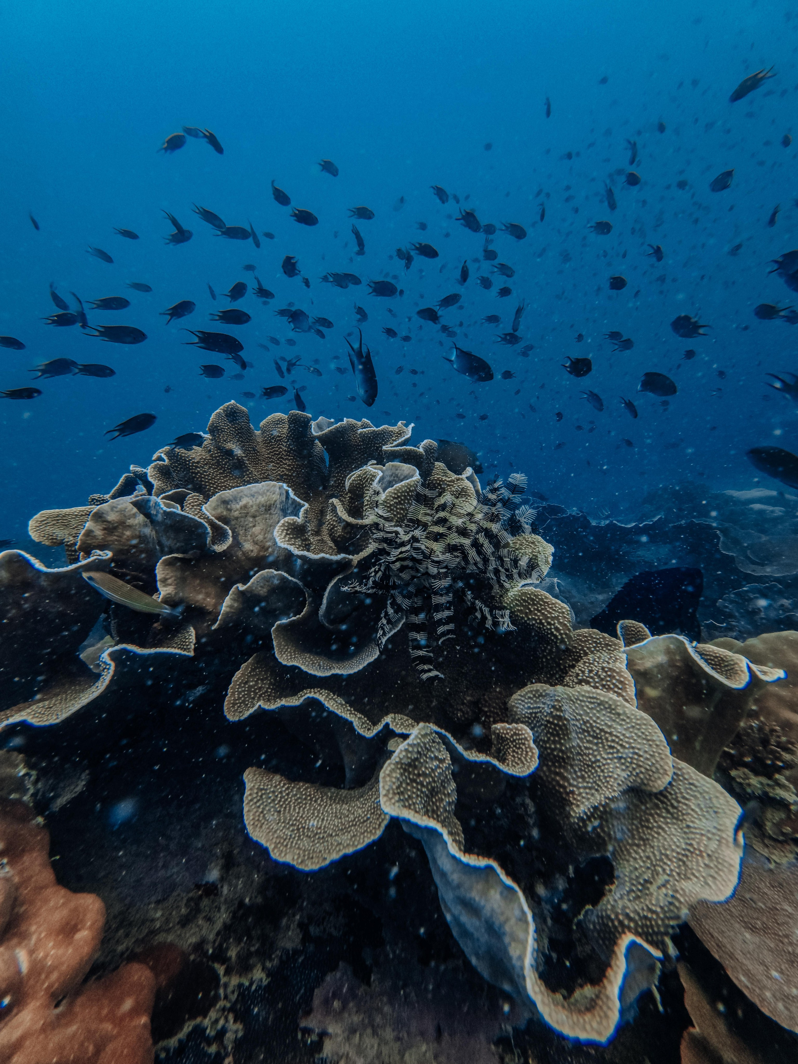 Для тех кто не боится сделать первый шаг. Дайвинг во Вьетнаме
