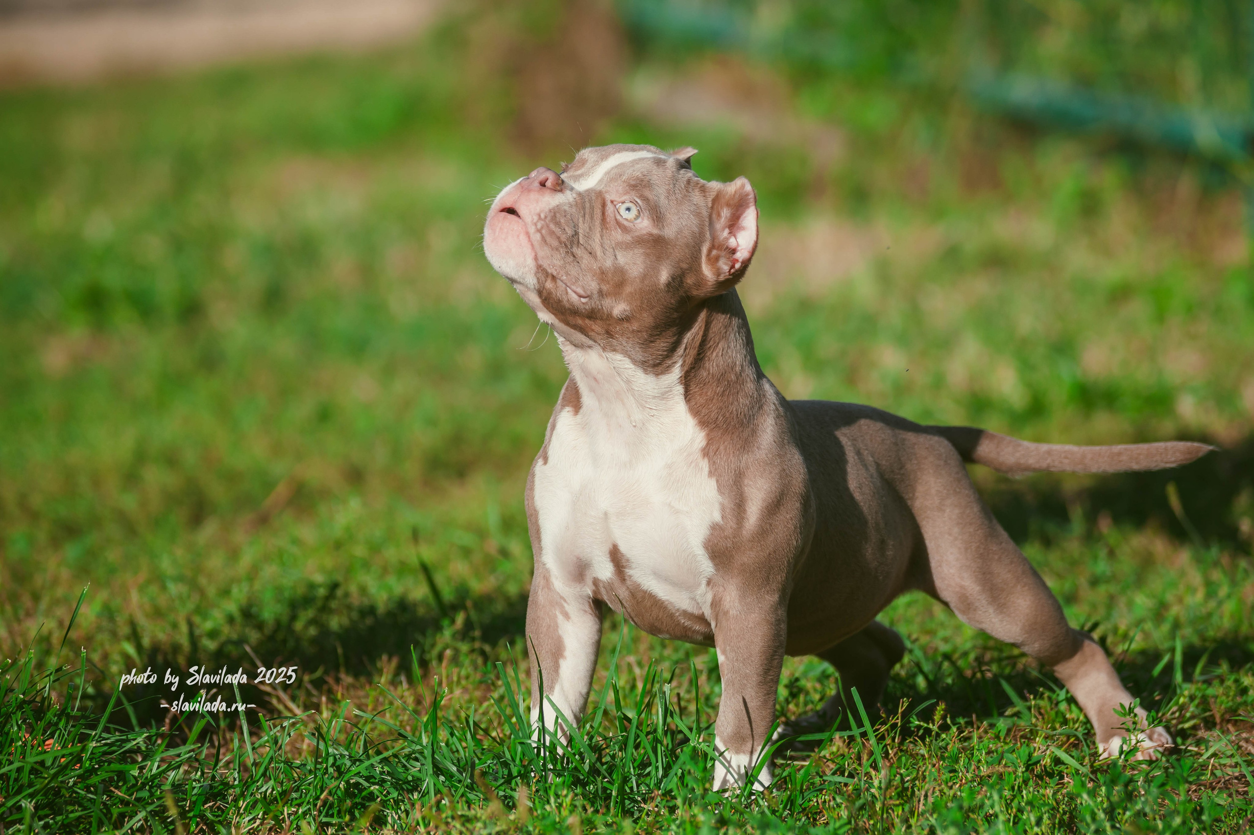 Американский булли. Slavilada-Лапки. Свет. Любовь… Профессиональная фотосессия питомцев Для памяти, пристройства и продажи. Хабаровск