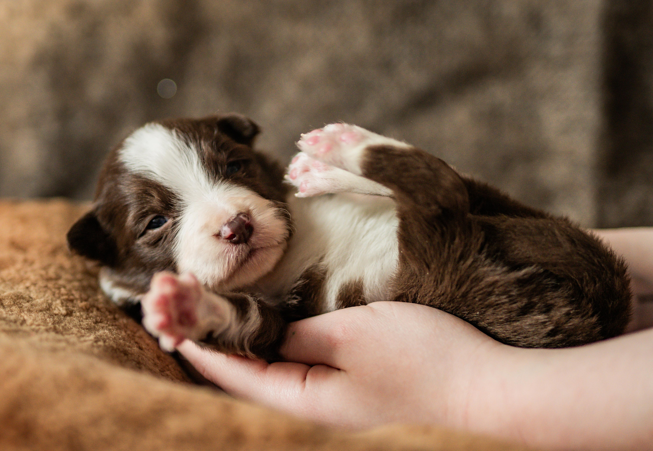 Фритсвит. Семейный фотограф Ефремова Виктория
