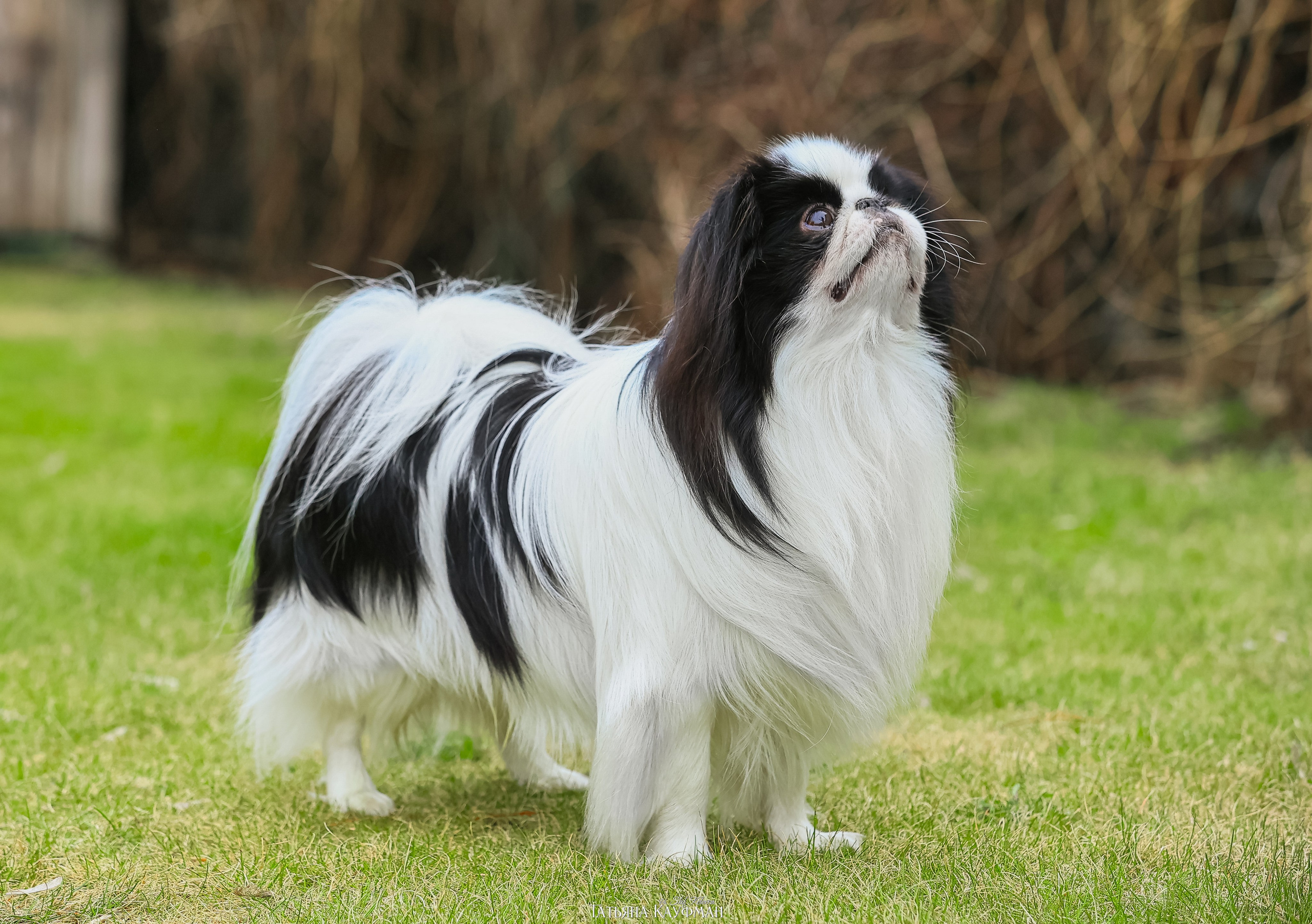 Японский хин, фотография японский хин, собака в цветах, красивая собака, фотограф анималист, фотокурс Анималистика, научиться фотографировать собак, фотограф Новосибирск