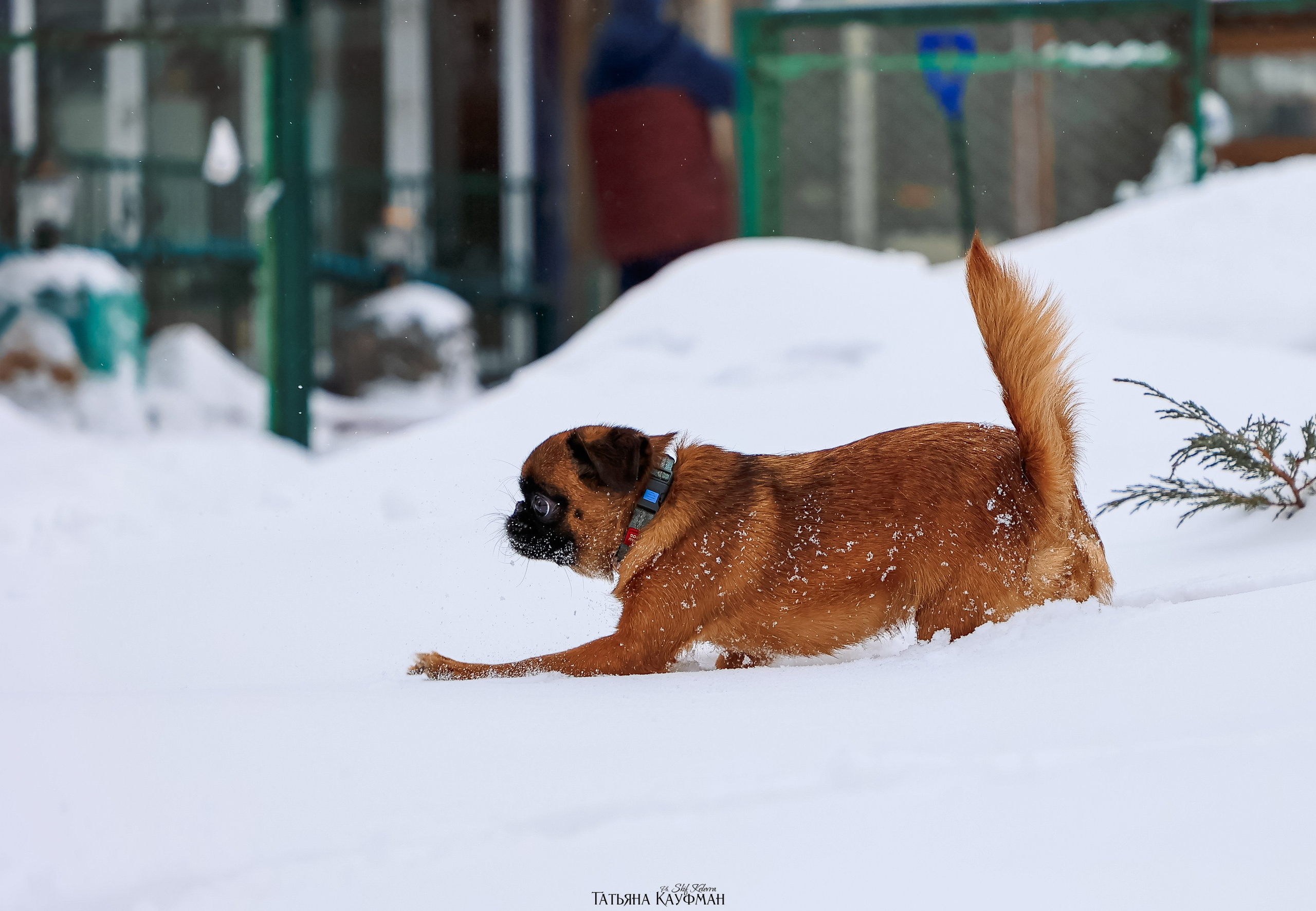Малый брабансон, фотография брабансон, красивая собака, фотограф анималист, фотокурс Анималистика, научиться фотографировать собак, фотограф Новосибирск