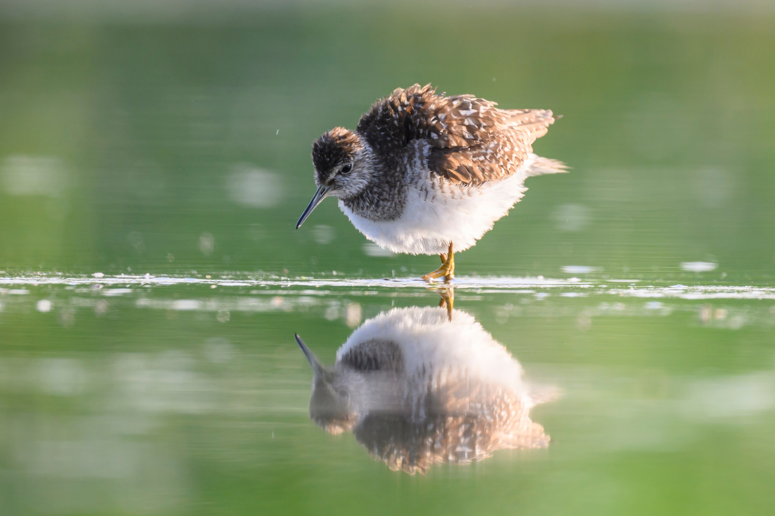 Поручейники и щеголь. Wildlife photography by Sergey Puponin