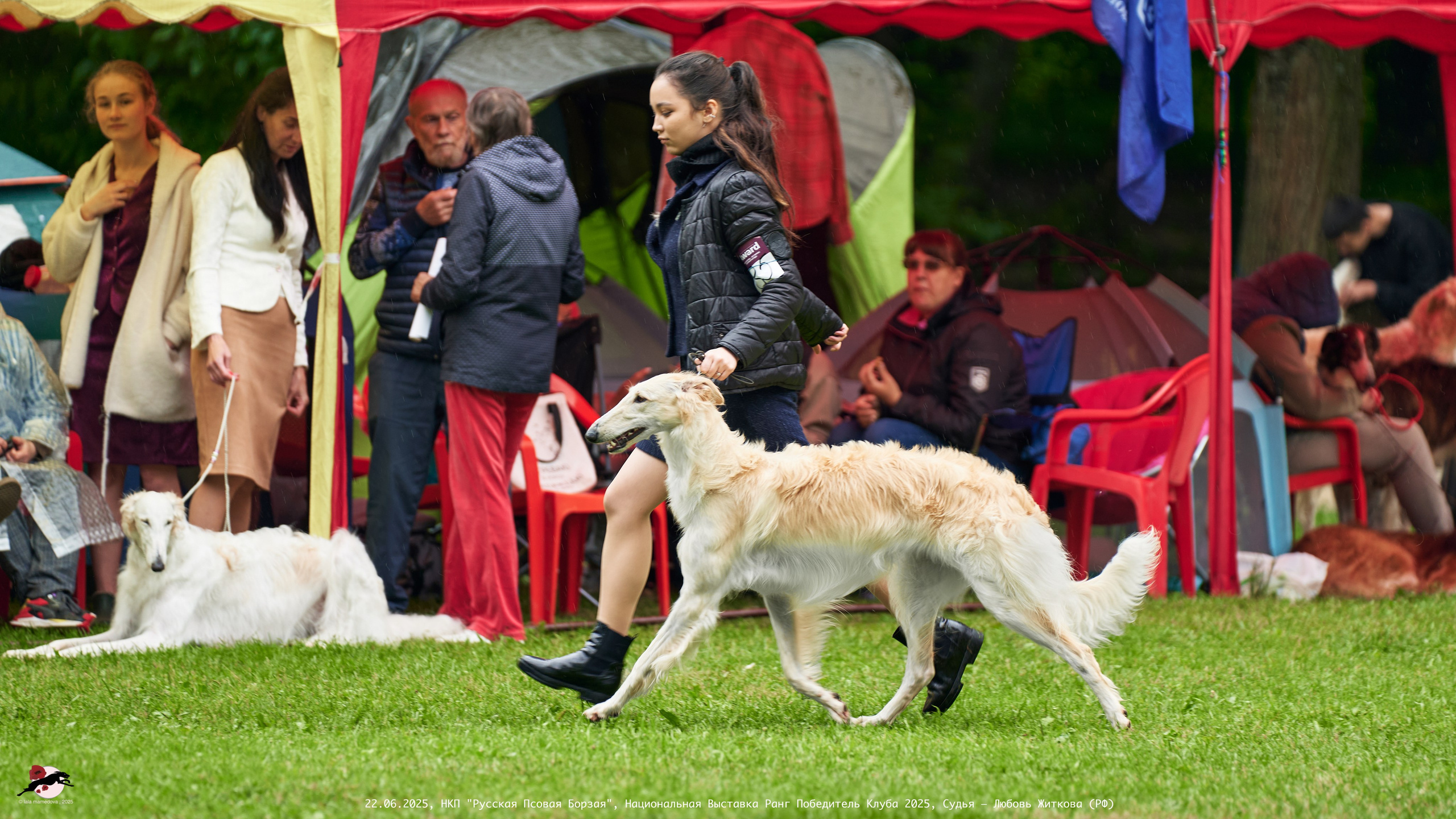 22.06.2025 | Национальная Выставка НКП "Русская Псовая Борзая"
