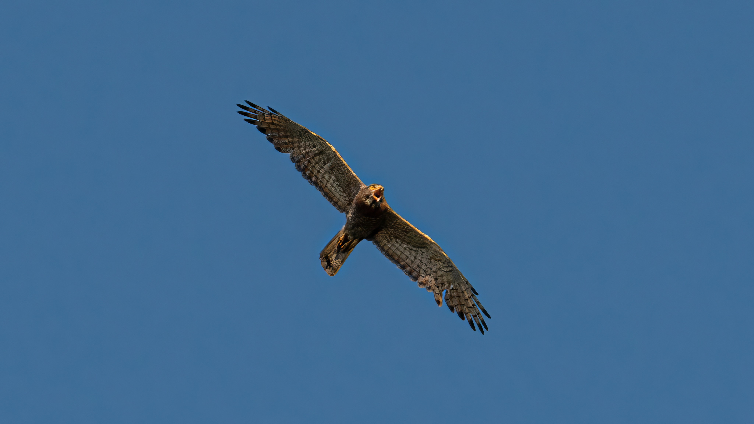 Фотограф и видеограф, видеомонтаж в Амурской области Игорь Иванов