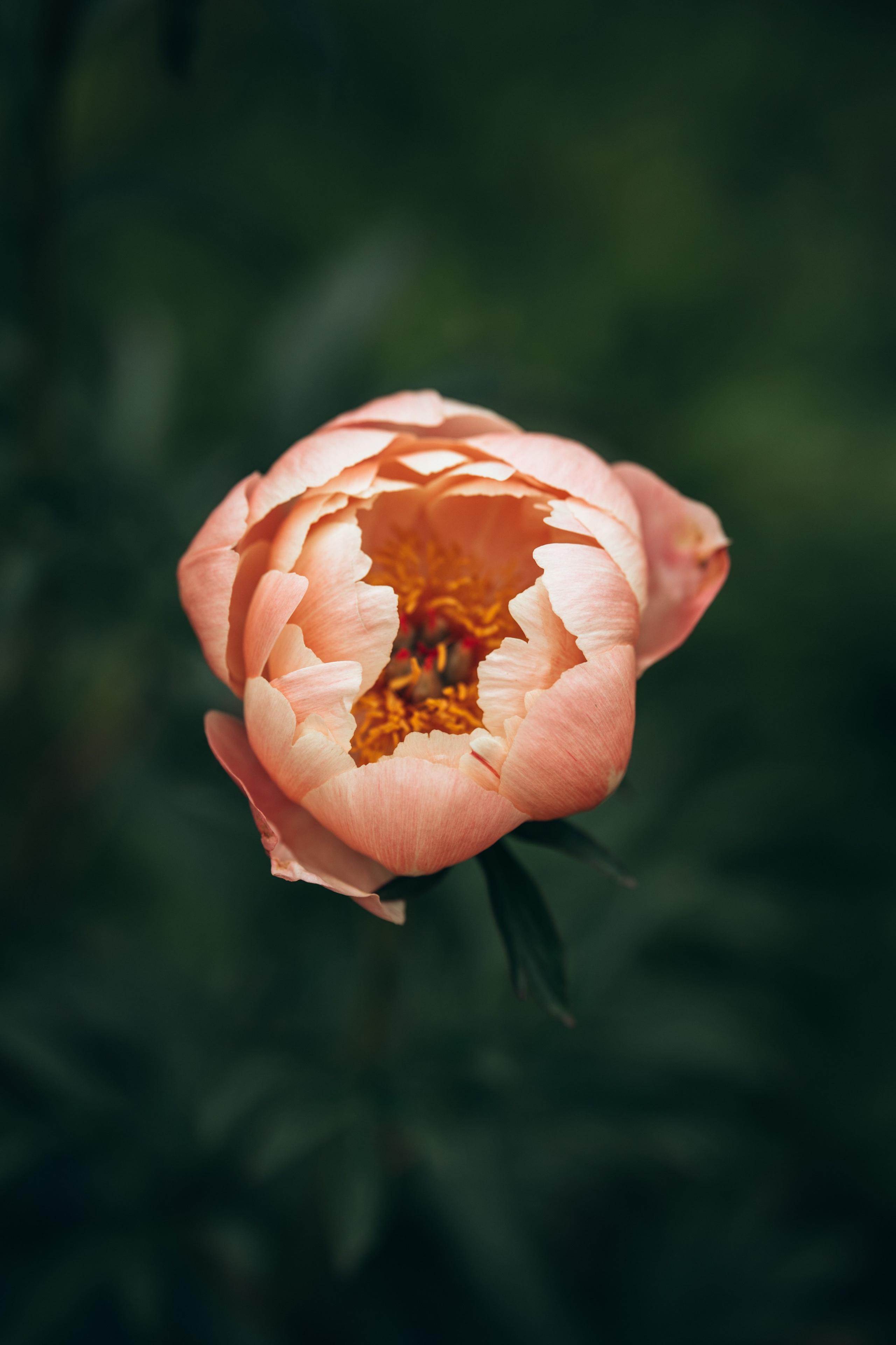 Фотосъёмка в Следово Кострома. Портретный фотограф в Костроме Наталия Клевинскас