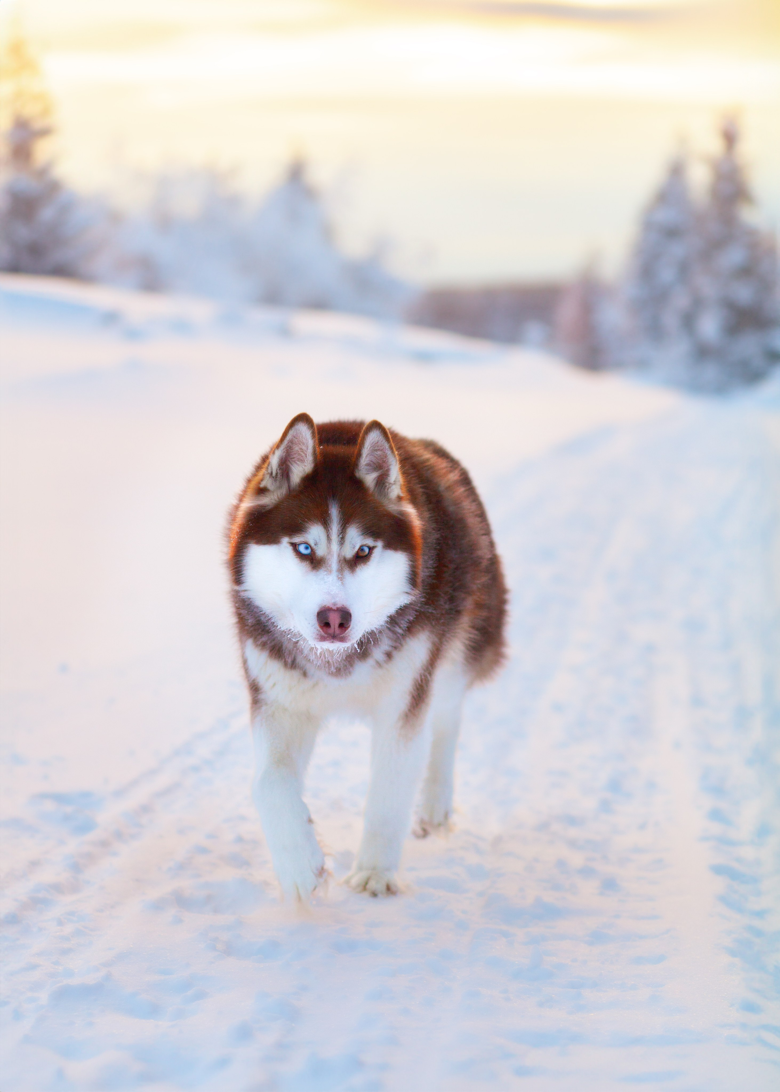 Портретная и семейная съемка. Фотограф анималист