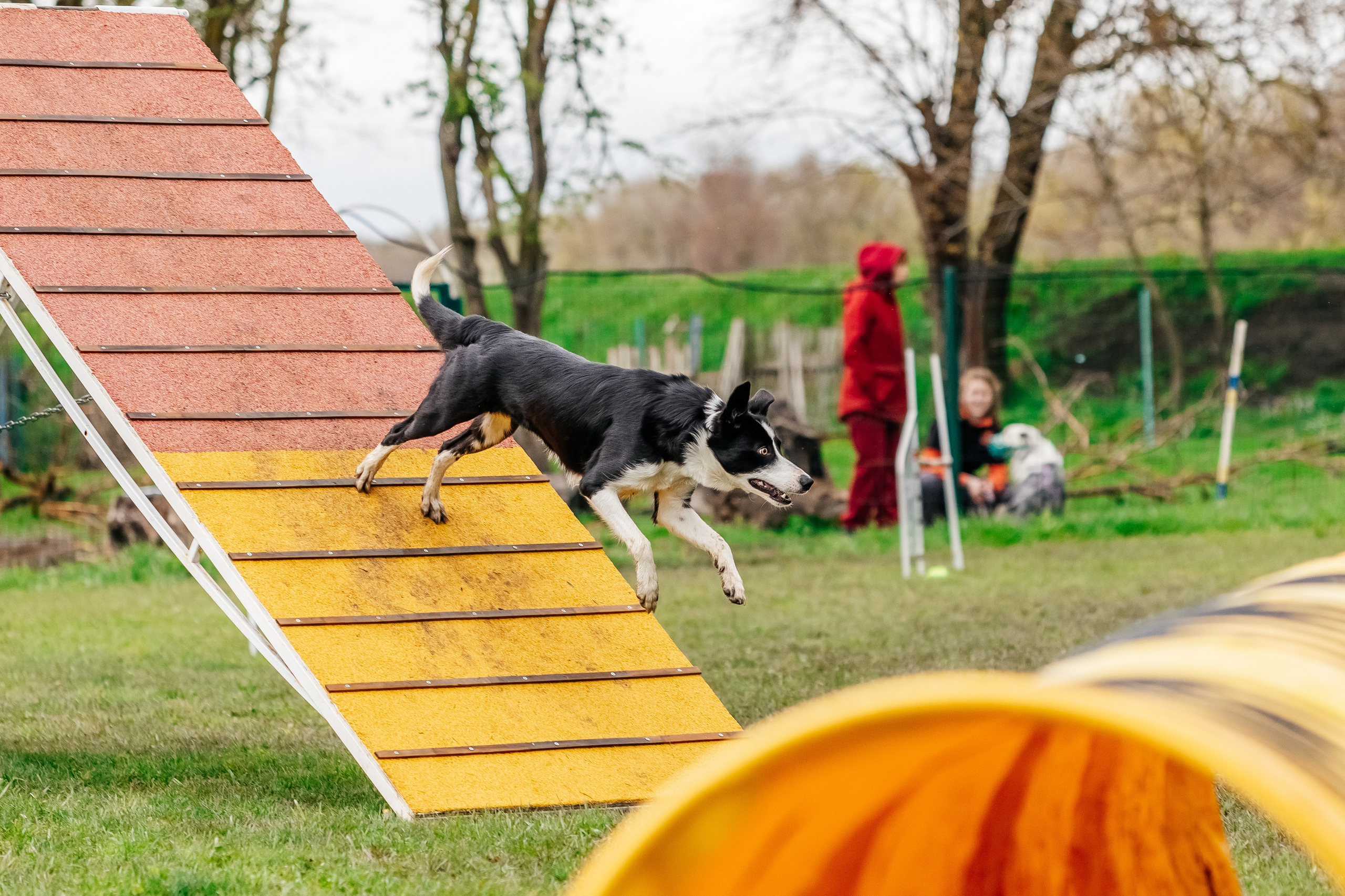 Портфолио animal. Фотограф — анималист Маргарита Хелбен Краснодар