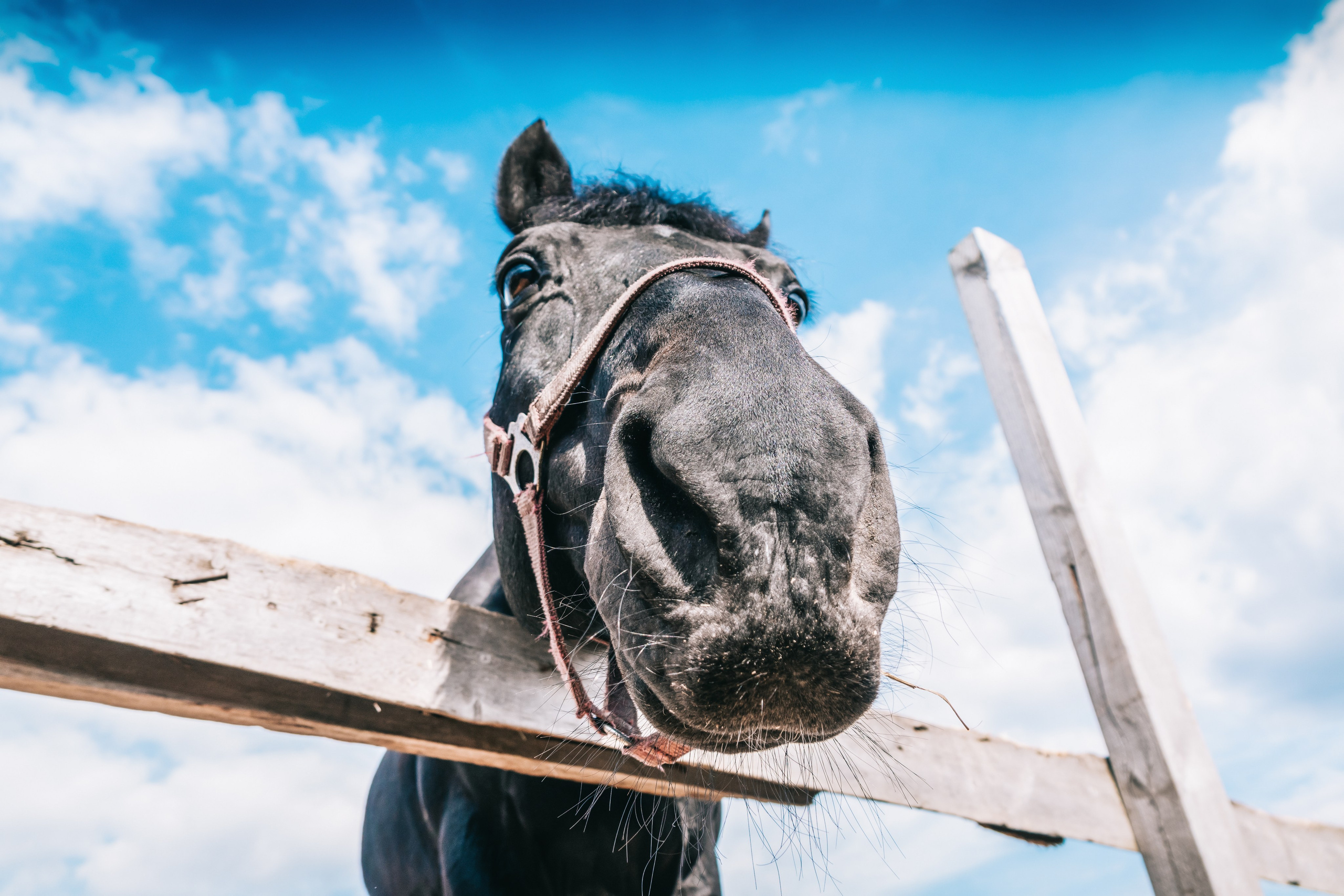 Лошадки. Фотограф-анималист в Москве Юлия Лайхо