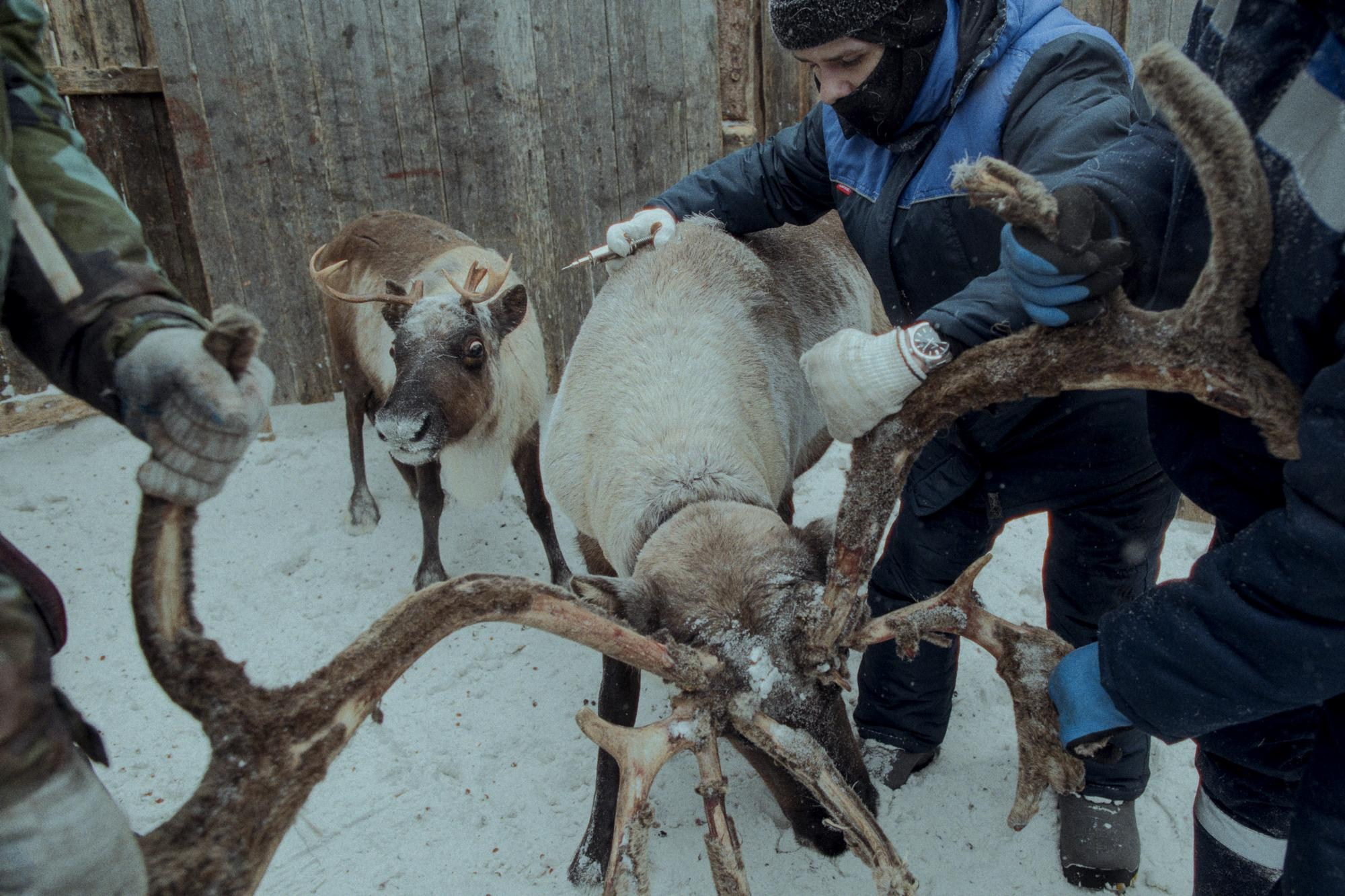 Кораль. Путешествие на север к оленям. TOP. Репортажный фотограф в Сочи — Михаил Мордасов