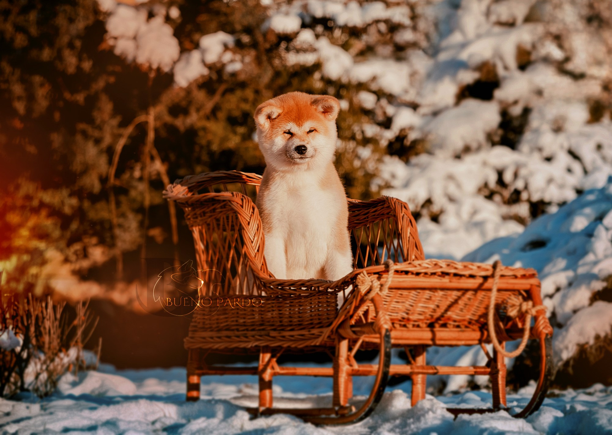 Щенки японской акита ину из питомника. Питомник собак Акита, Хаски, Корги