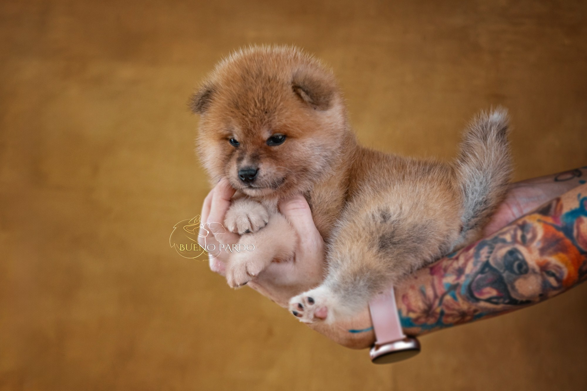 Щенки японской акита ину из питомника. Питомник собак Акита, Хаски, Корги