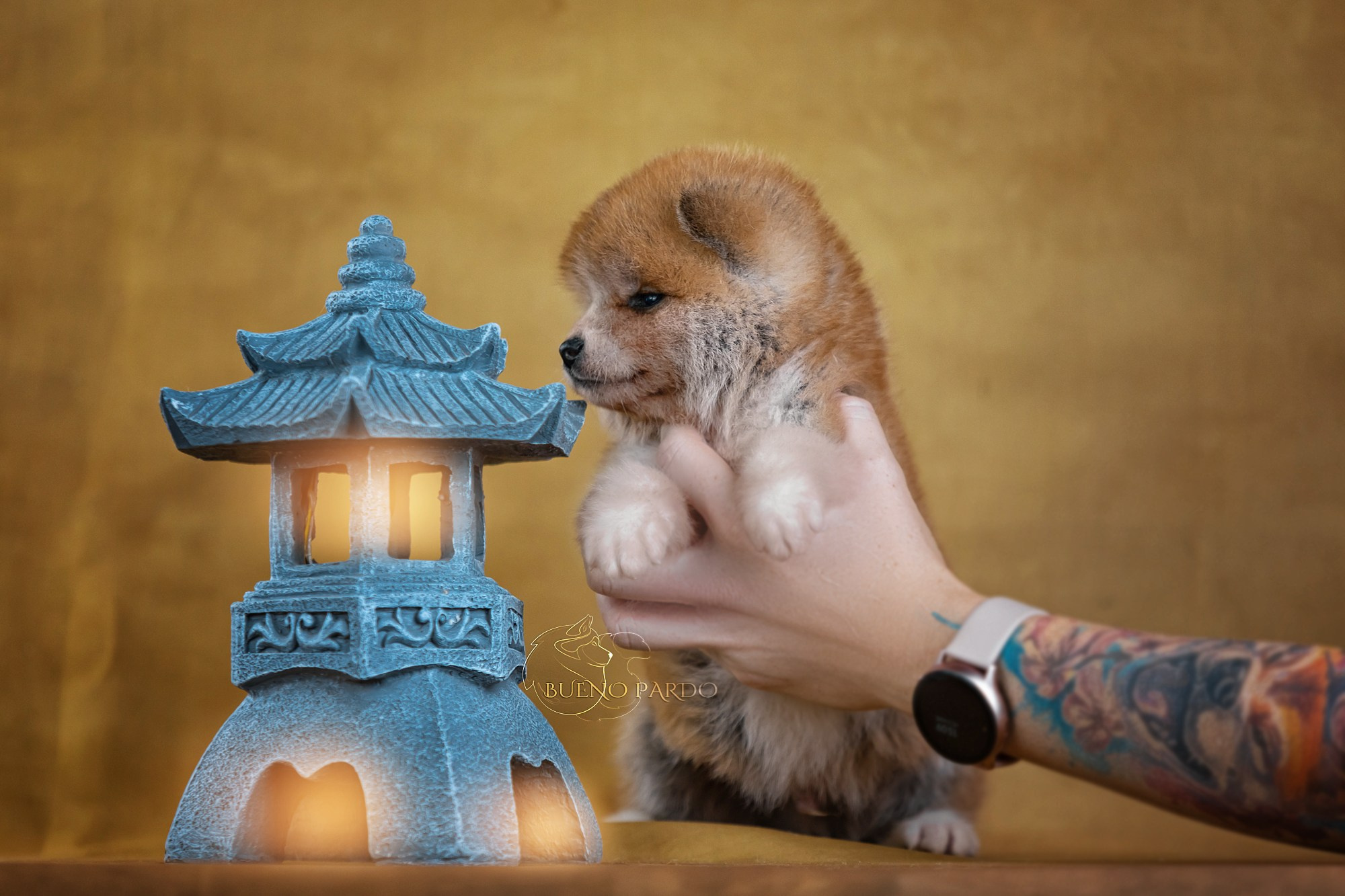 Щенки японской акита ину из питомника. Питомник собак Акита, Хаски, Корги