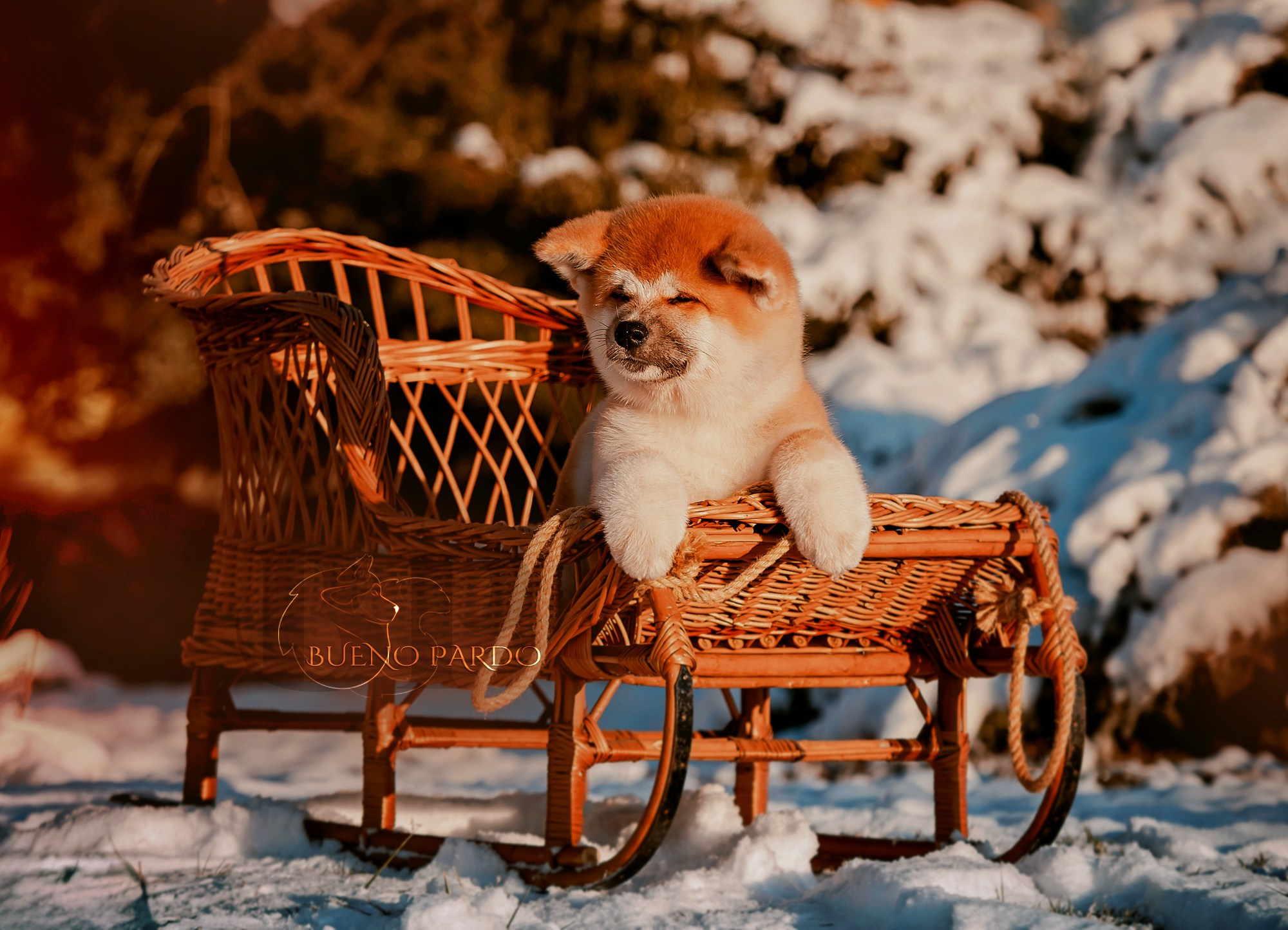 Щенки японской акита ину из питомника. Питомник собак Акита, Хаски, Корги