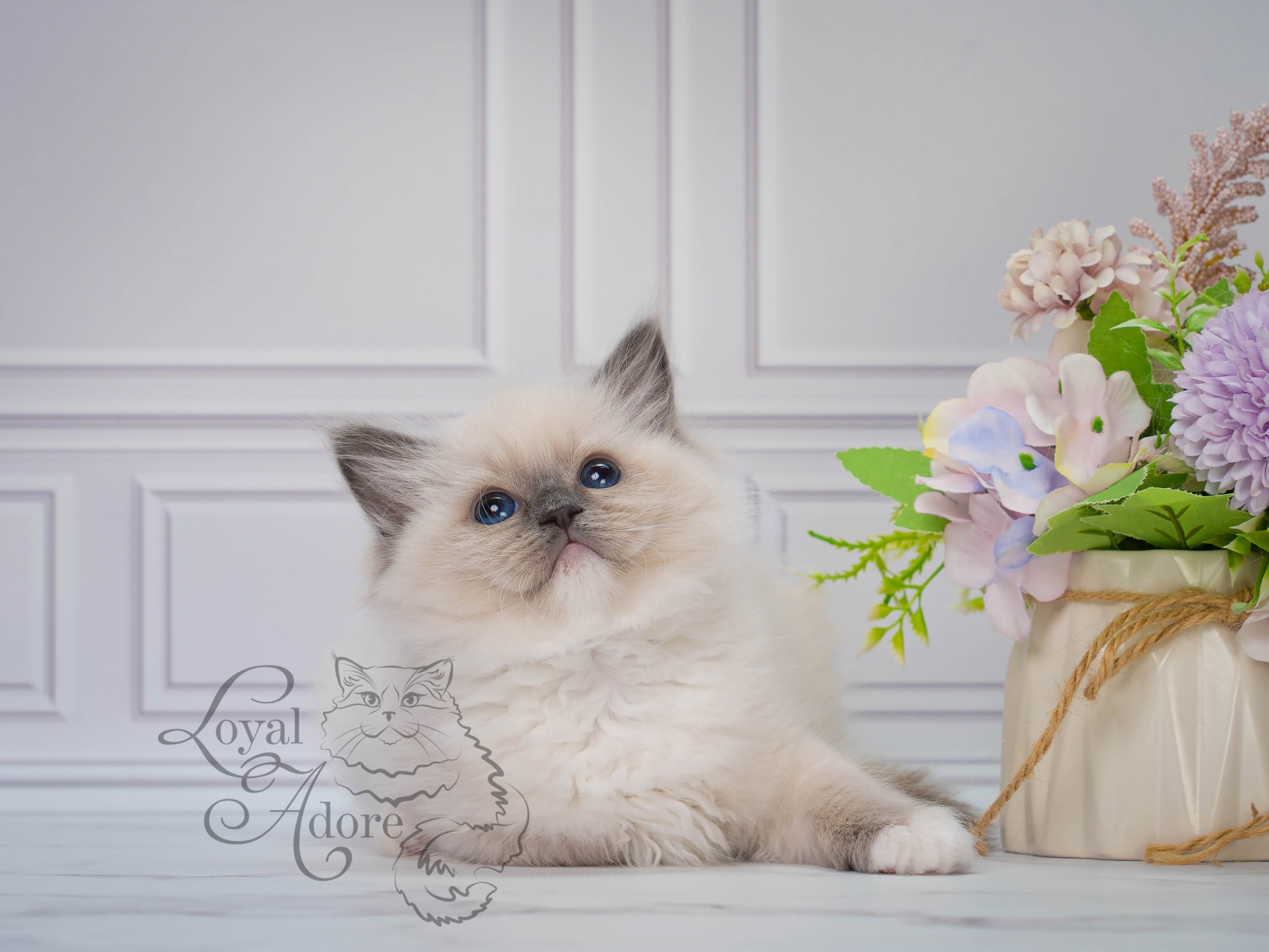 Котята рэгдолл от Loyal Adore. Питомник рэгдолл Loyal Adore