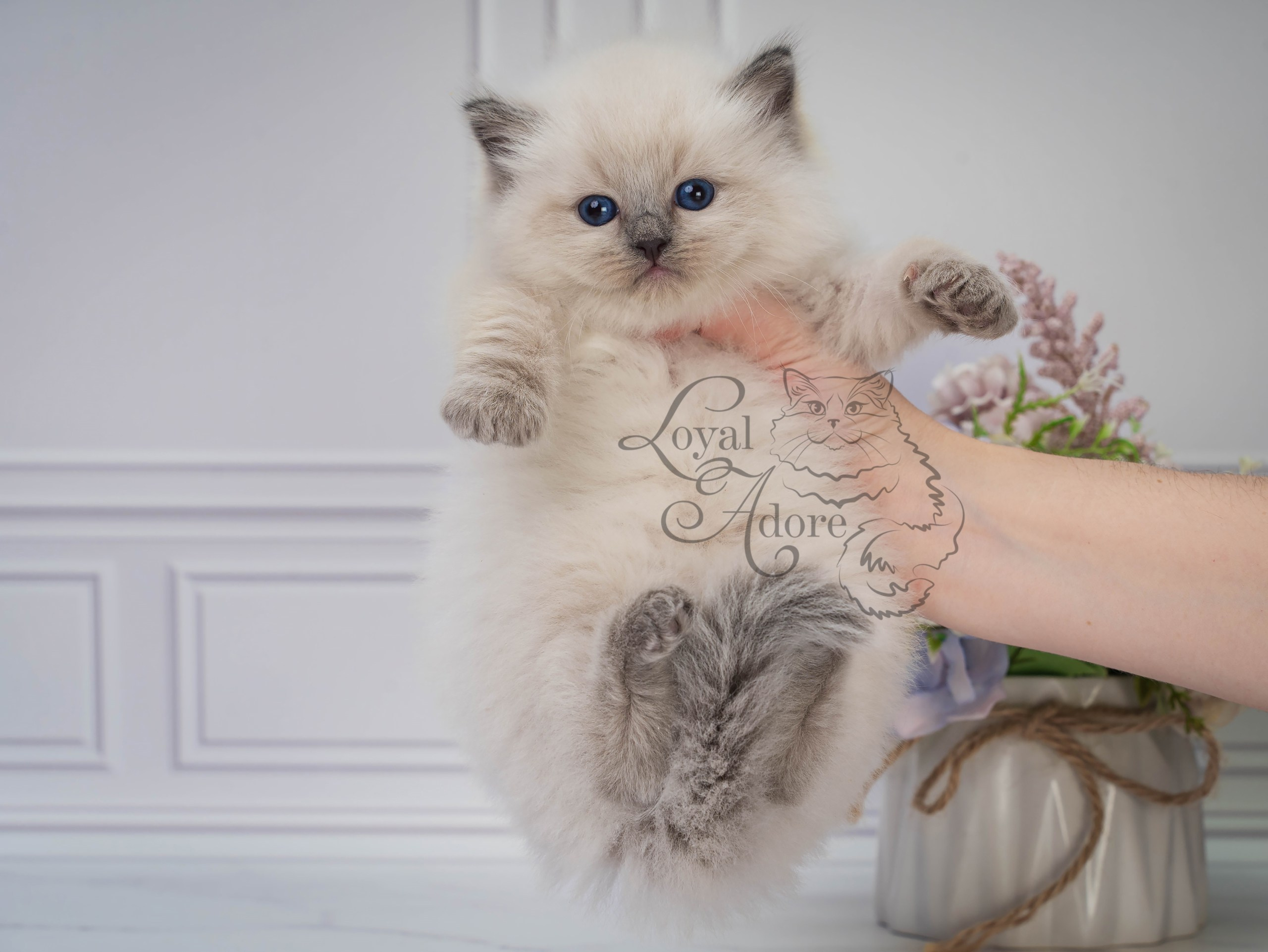 Все свободные котята. Питомник рэгдолл Loyal Adore