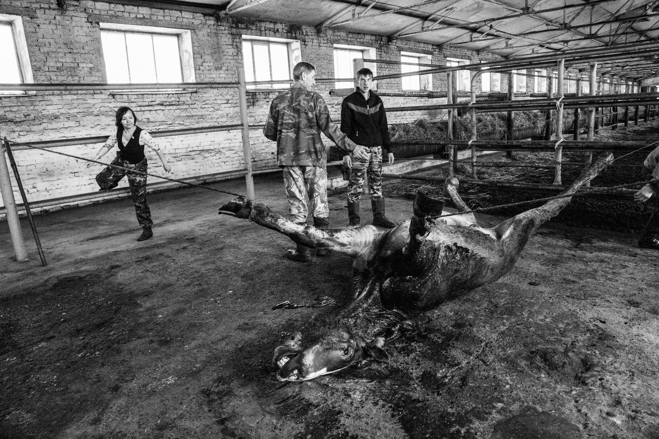 Документальный фотопроект о ветеринаре из Йошкар Олы. Татьяна Корчагина. Фотограф, художник. Обучение фотографии