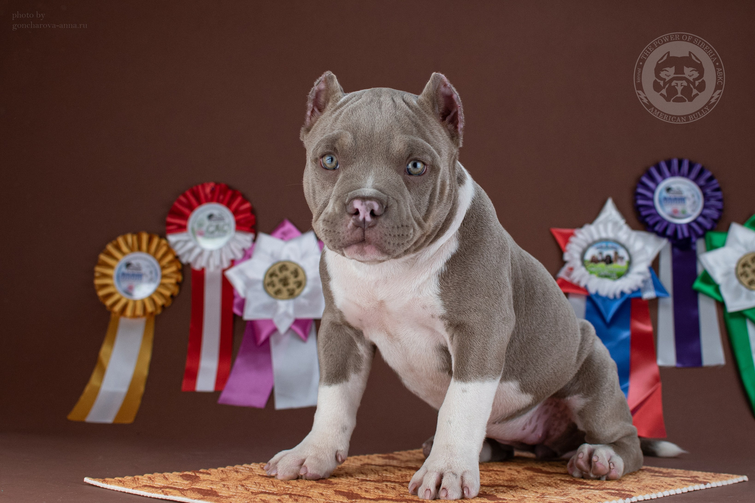 официальный питомник Американского Булли в Москве