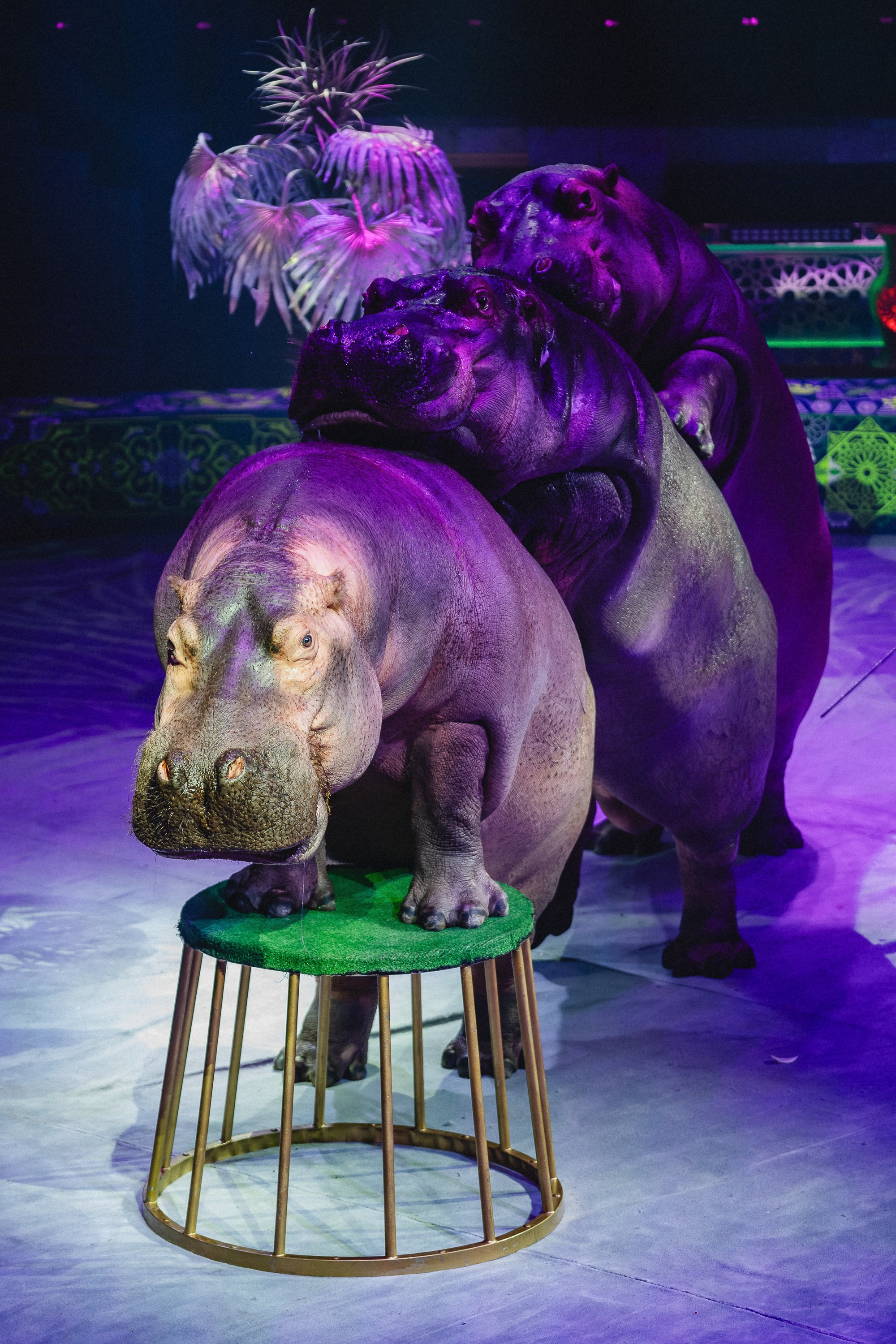 Пресс-показ шоу «Песчаная Сказка». Воробьева Ксения — Спортивный и танцевальный фотограф Новосибирск