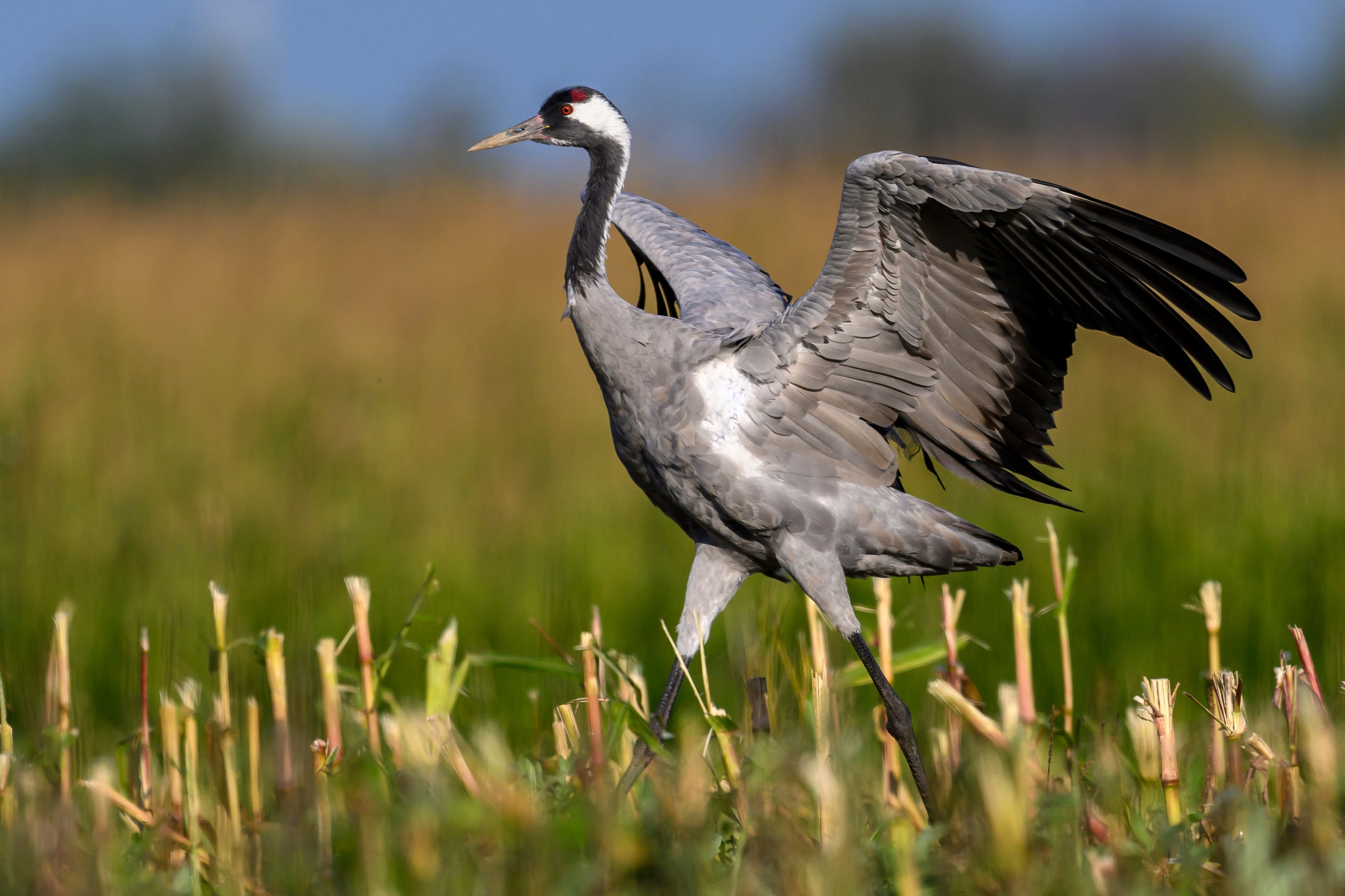 Журавли. The Cranes. Фотограф Сергей Пупонин