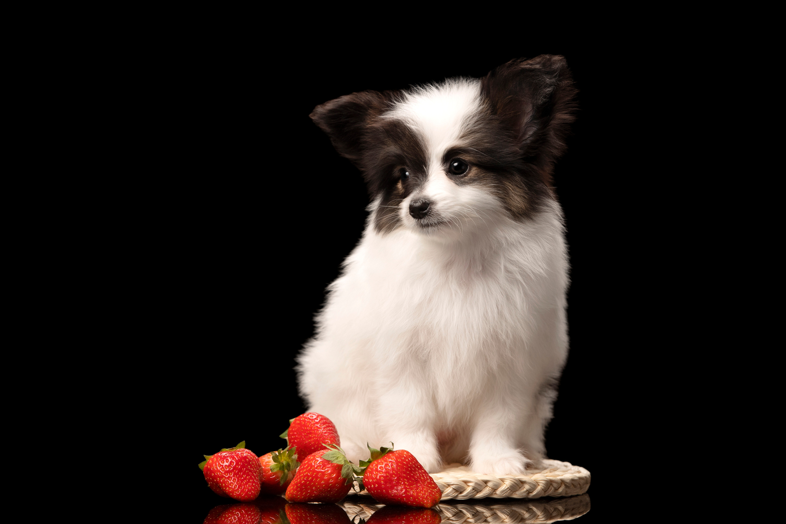 Щенок папийона