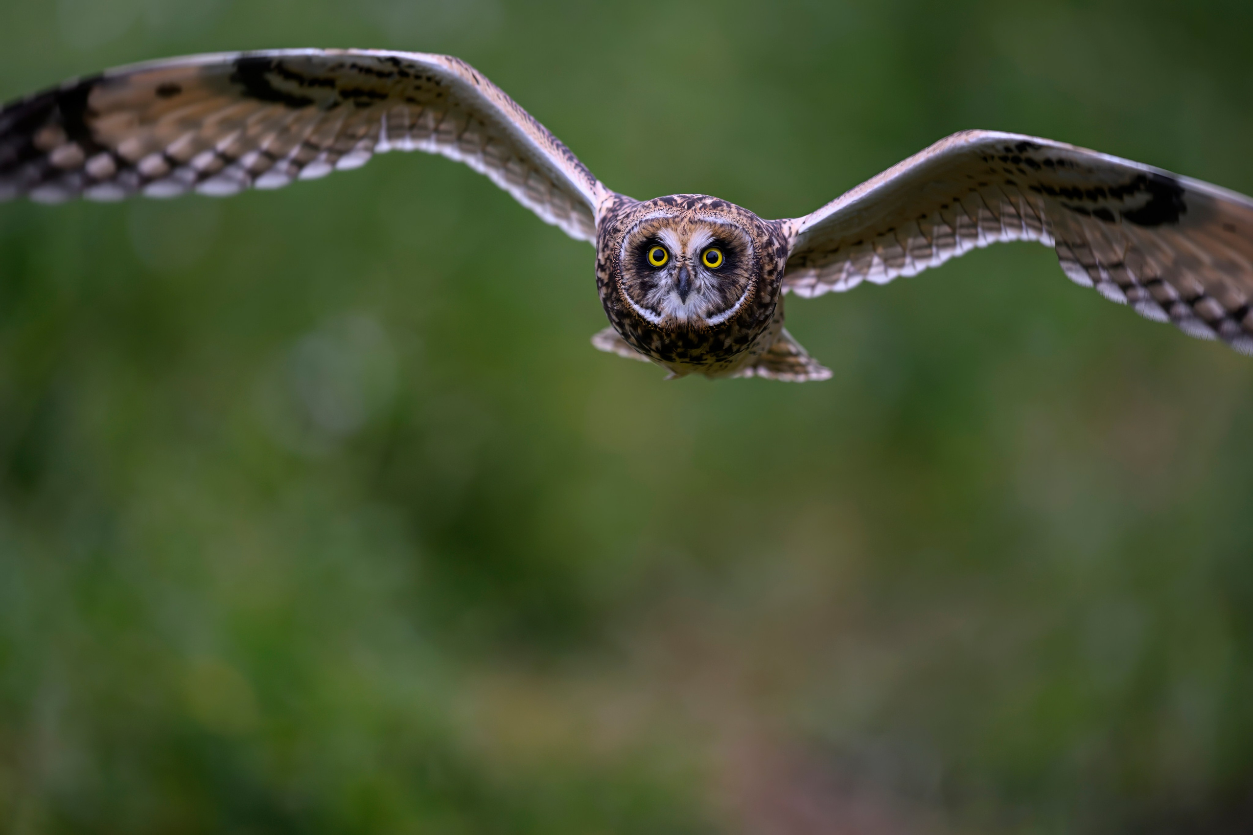 Совята и тест фотоштатива на дверь авто. Owlets and Test of DIY Window Mount. Wildlife photography by Sergey Puponin