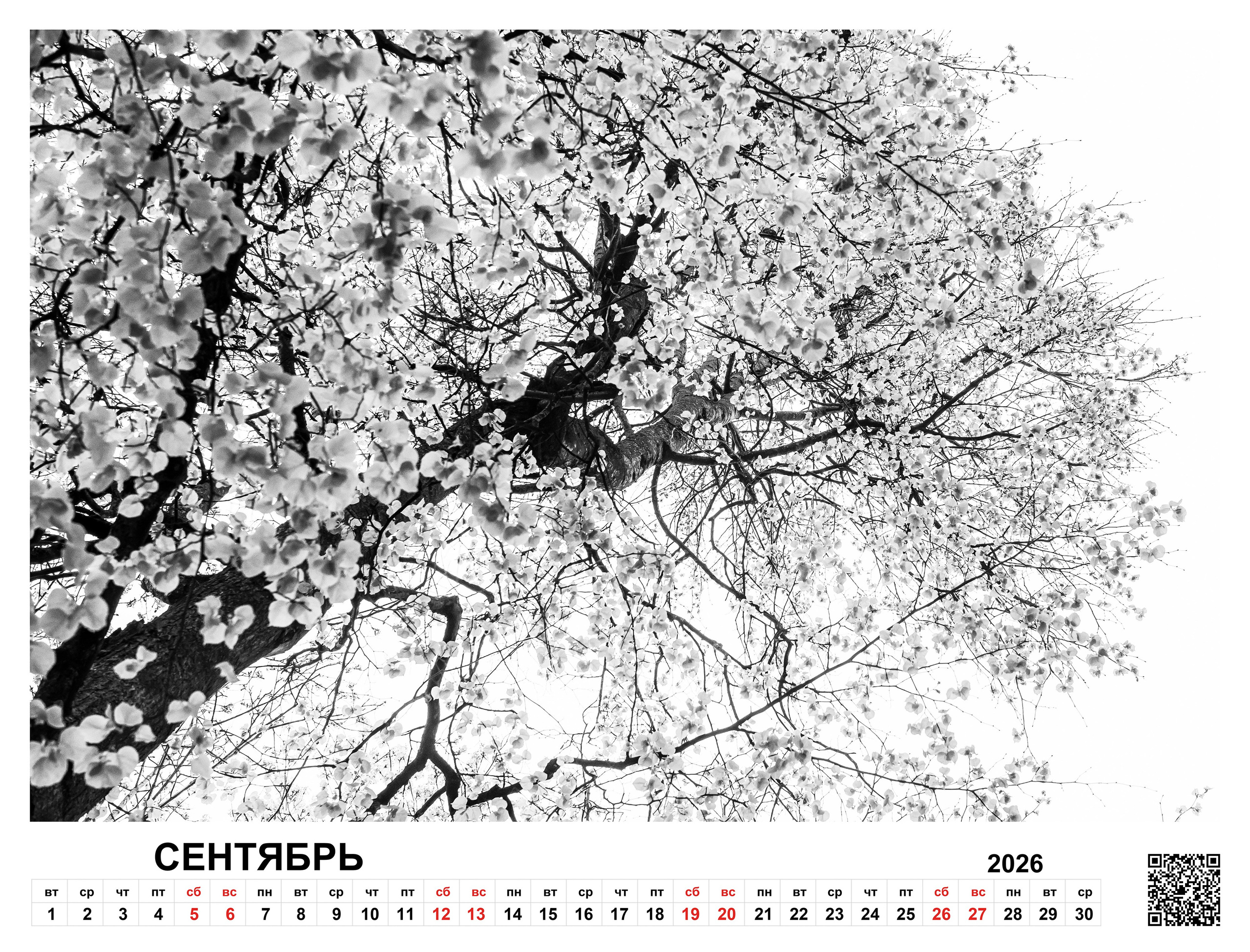 Order. Dimitri Bakhtadze photographer