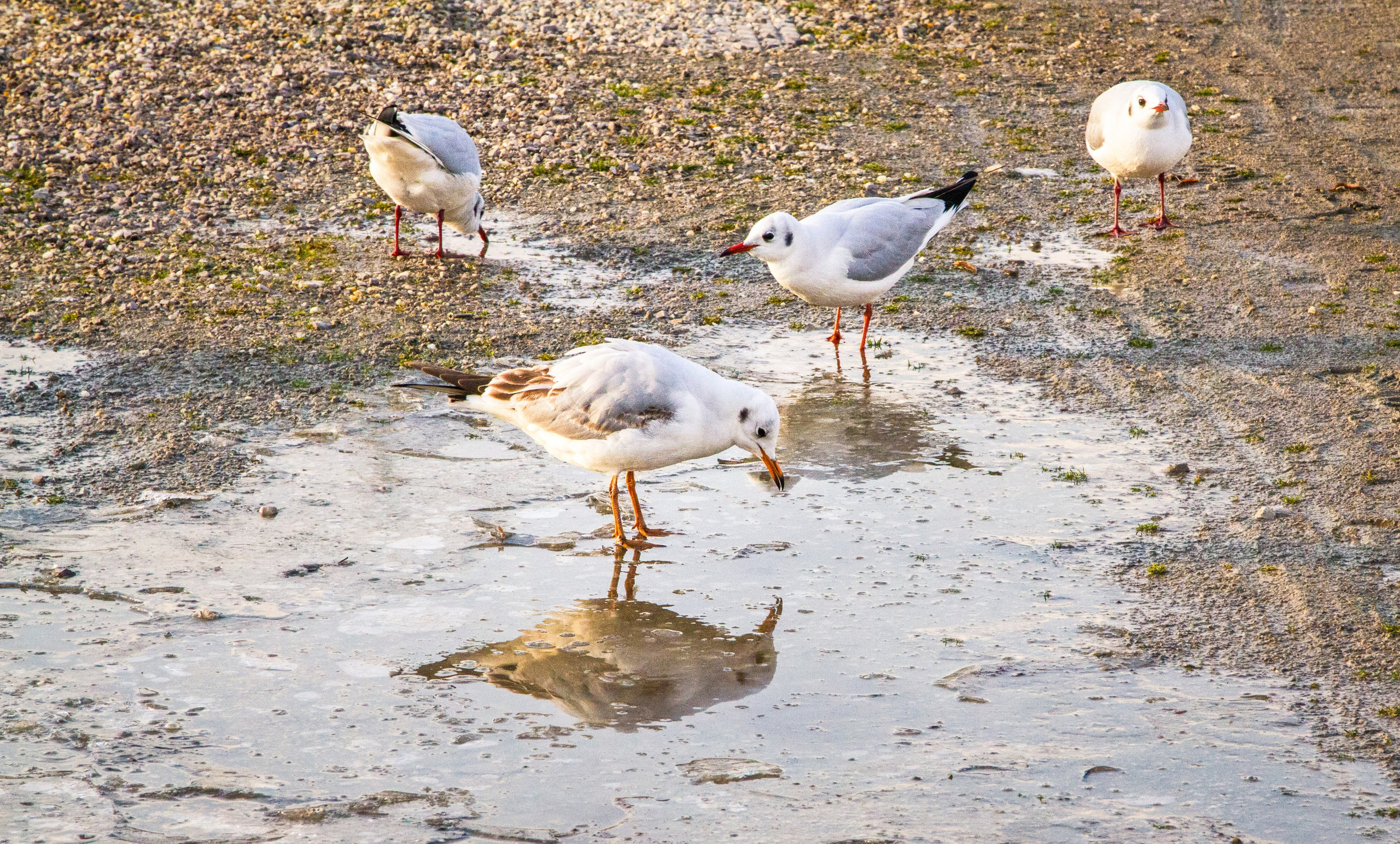 Австрия: Вена — знакомство. Дарья Письменюк / Darya Leitstern — фотограф, музыкант, журналист, путешественник
