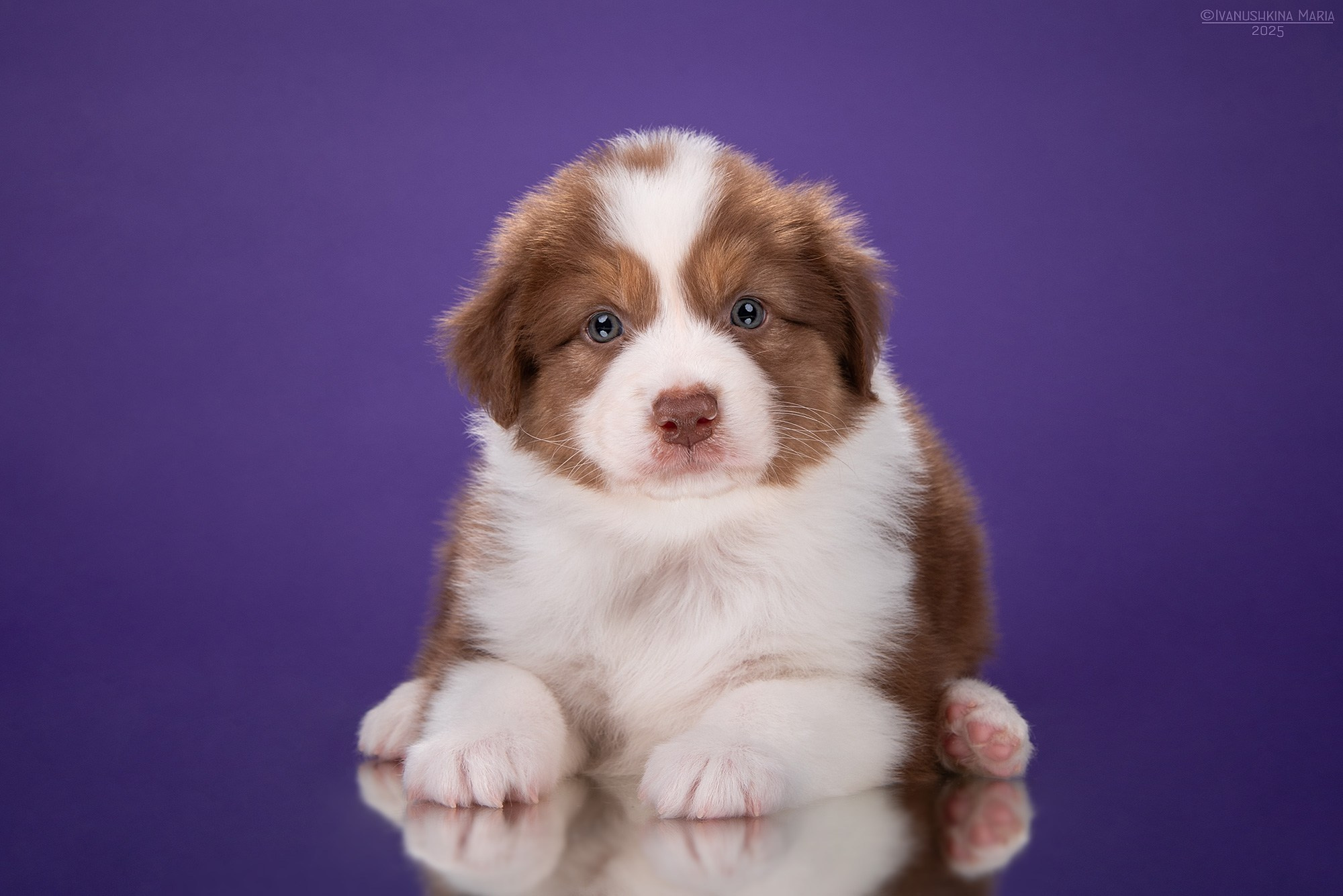 аусси щенок красный триколор