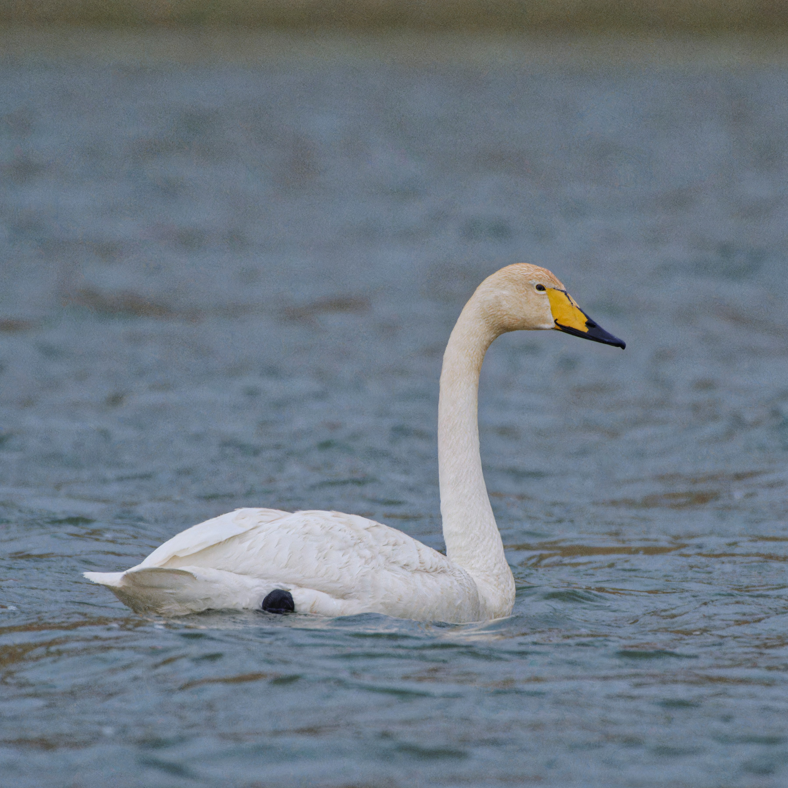 Экспедиция в Монголию (котловина больших озер). Семоха Валерий. Фотограф