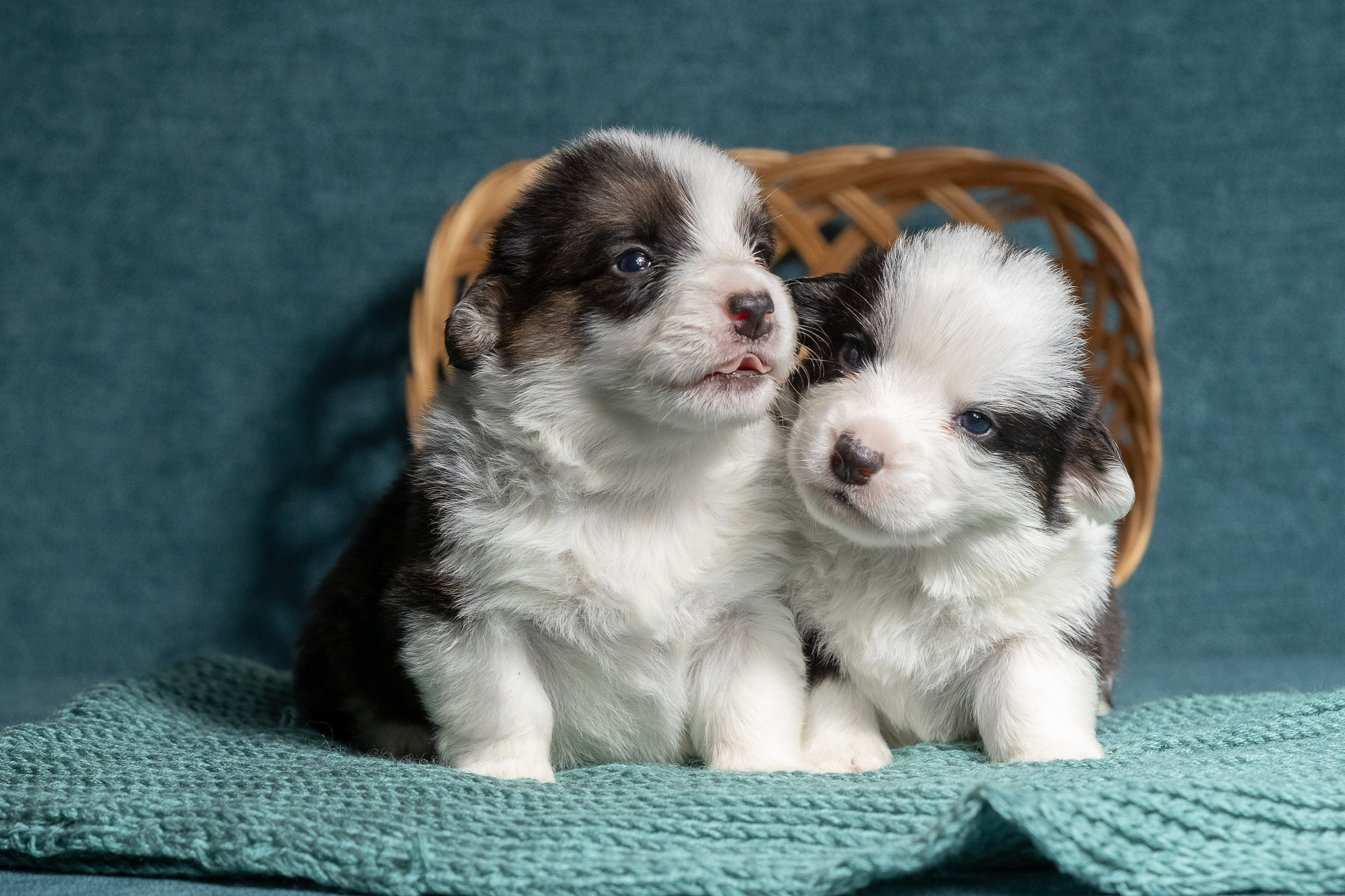 Купить щенка вельш корги кардиган из питомника Ice Fantasy. Купить щенка Вельш-корги-кардиган в семейном питомнике — Ice Fantasy