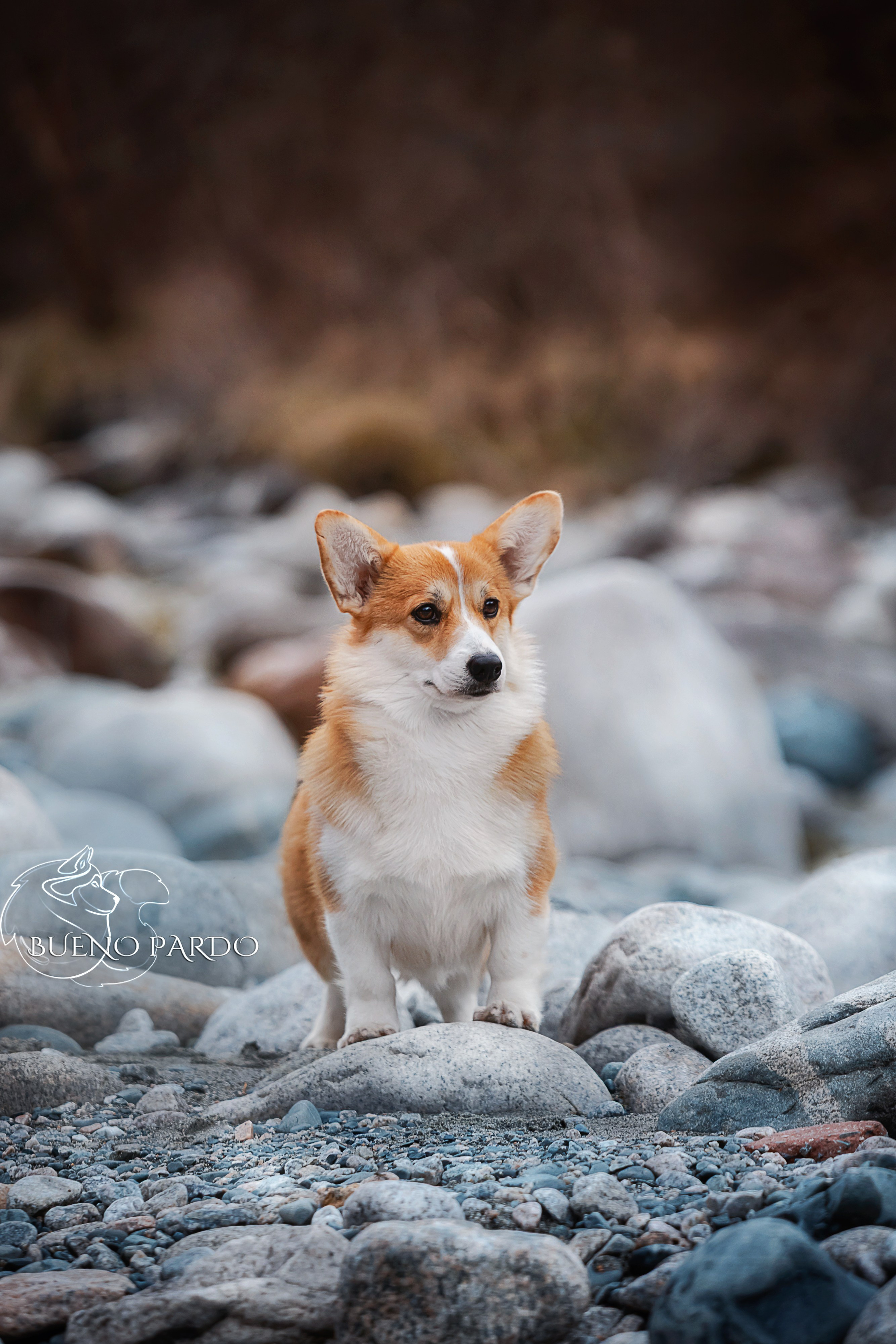 Собаки питомника Bueno Pardo. Питомник собак Акита, Хаски, Корги