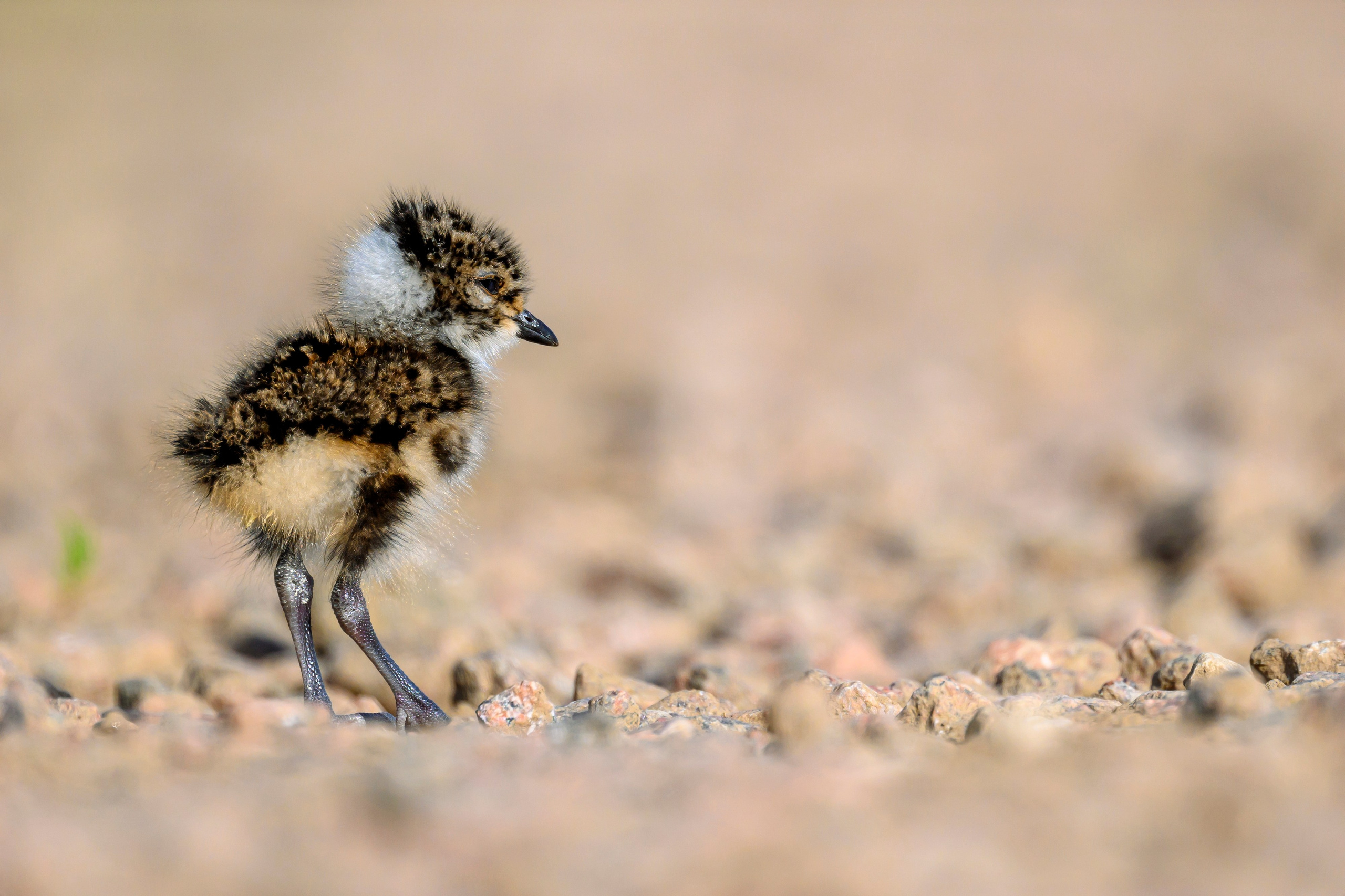 Лето. Фотограф Сергей Пупонин