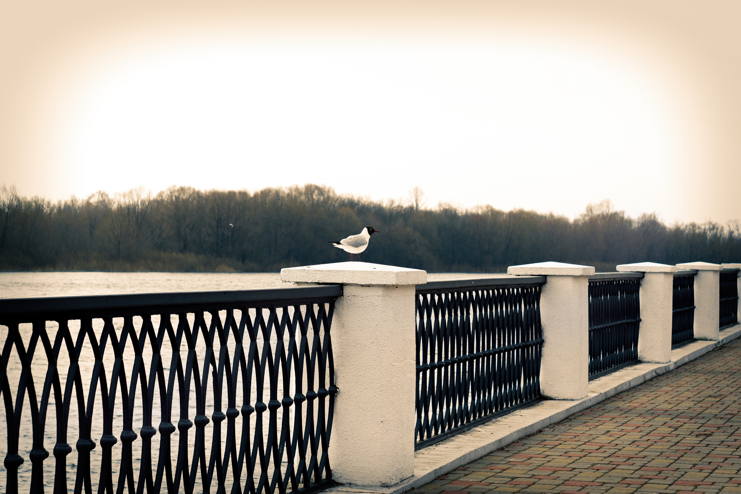 Художественные фотографии и фотокартины на продажу. Фотограф (photographer) Lischinski Vitaliy