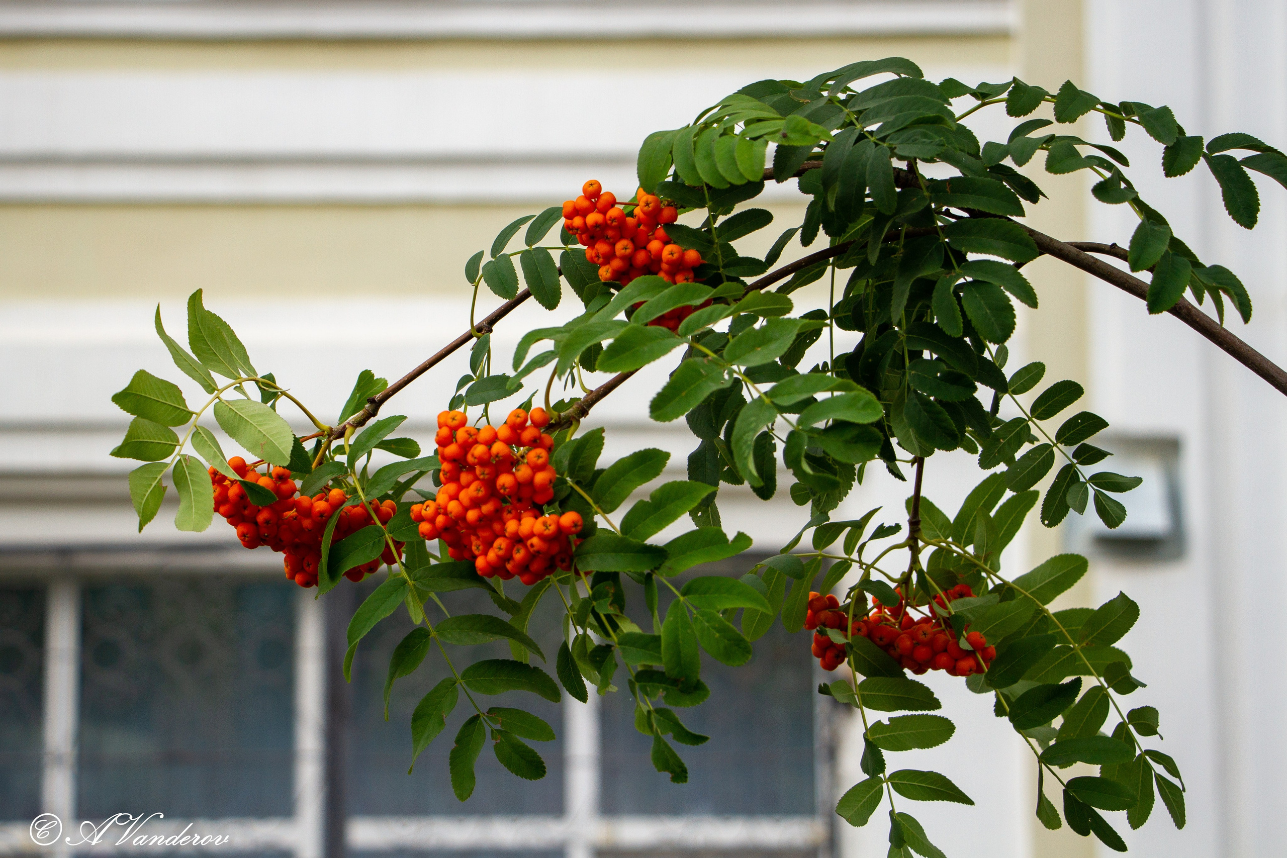 День города 05.08.2023. Фотограф Омск | Александр Вандеров