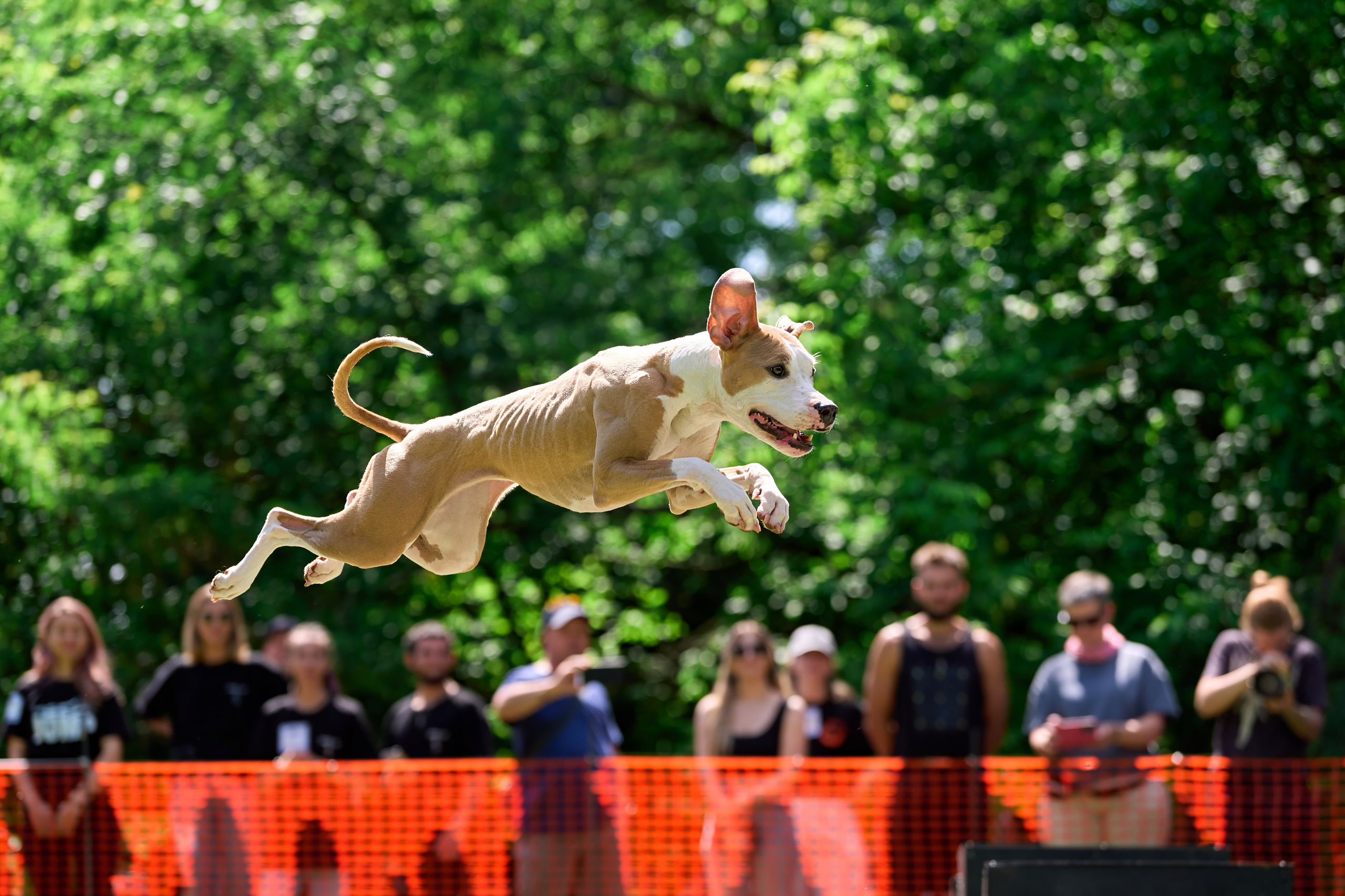 Двухдневные соревнования «Jump'n'Gym Fest — 2024». Фотограф-анималист Михаил Манухин