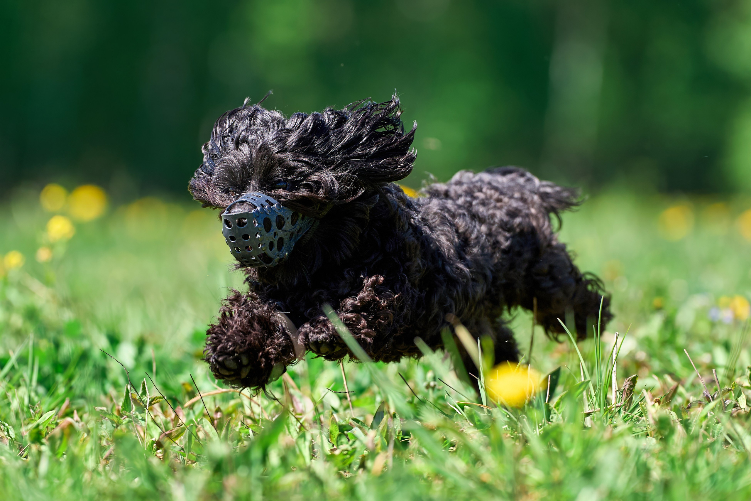 Квалификация по курсингу Донино. Фотограф-анималист Михаил Манухин