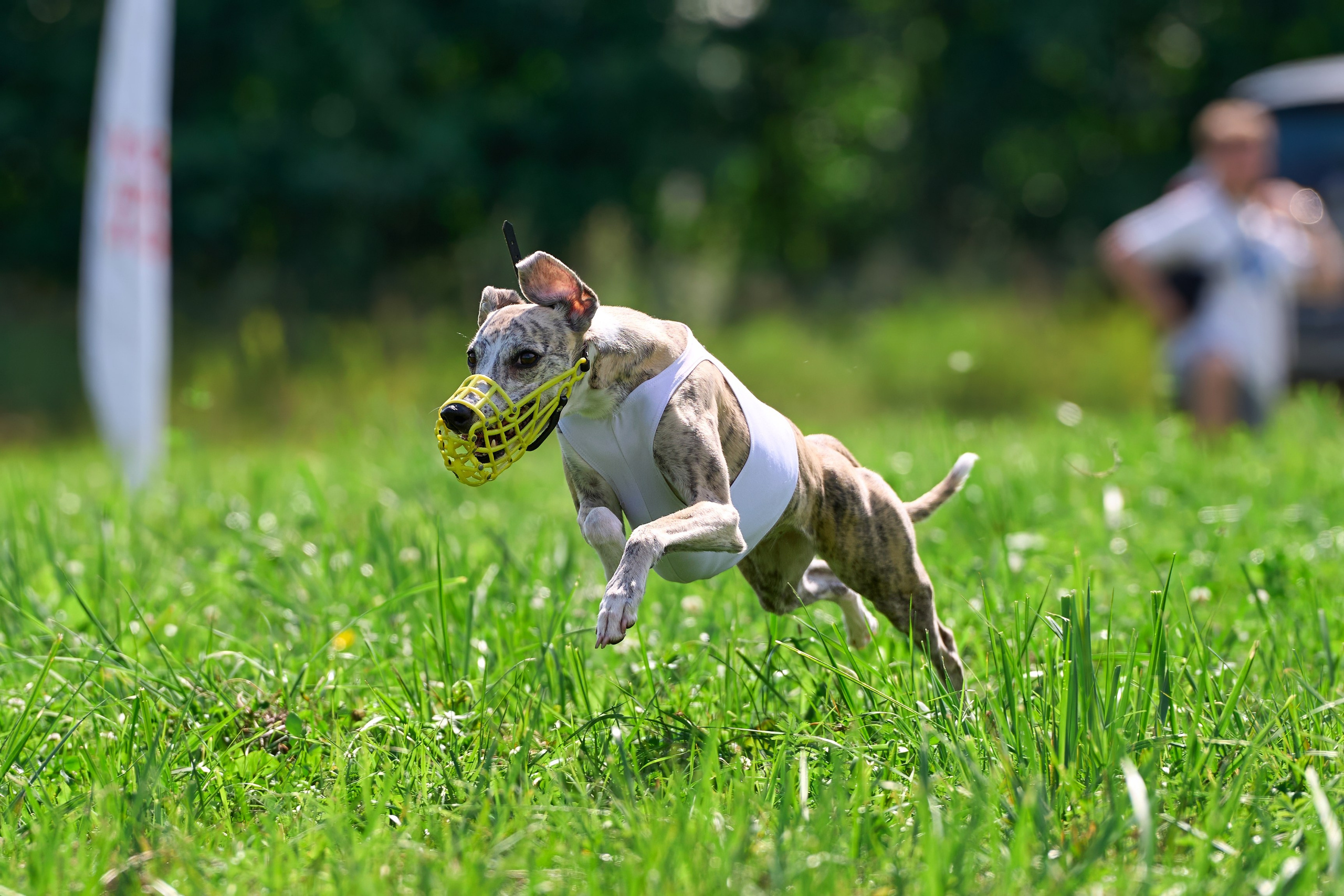 Тренировка в Донино. Фотограф-анималист Михаил Манухин