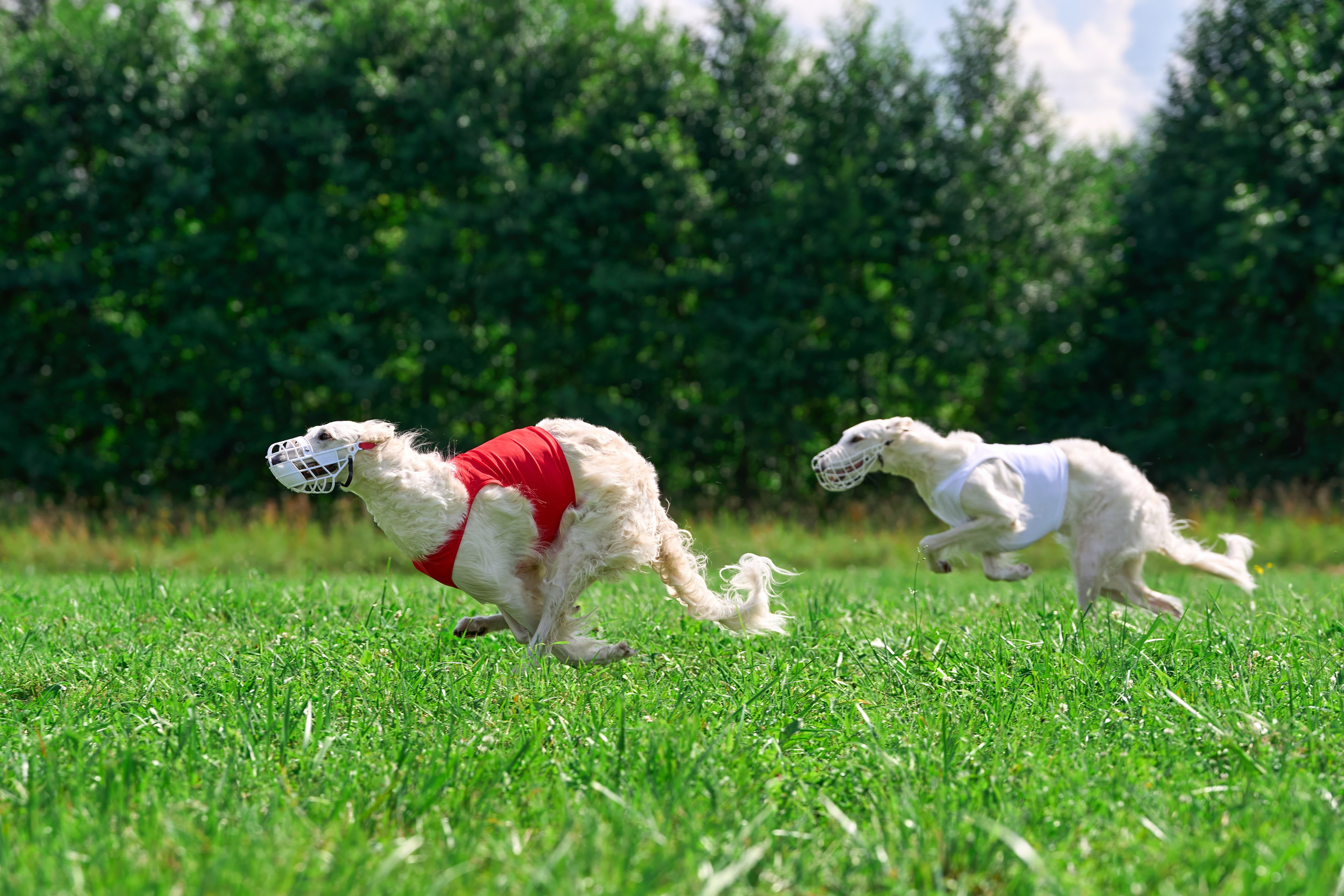 Тренировка в Донино. Фотограф-анималист Михаил Манухин