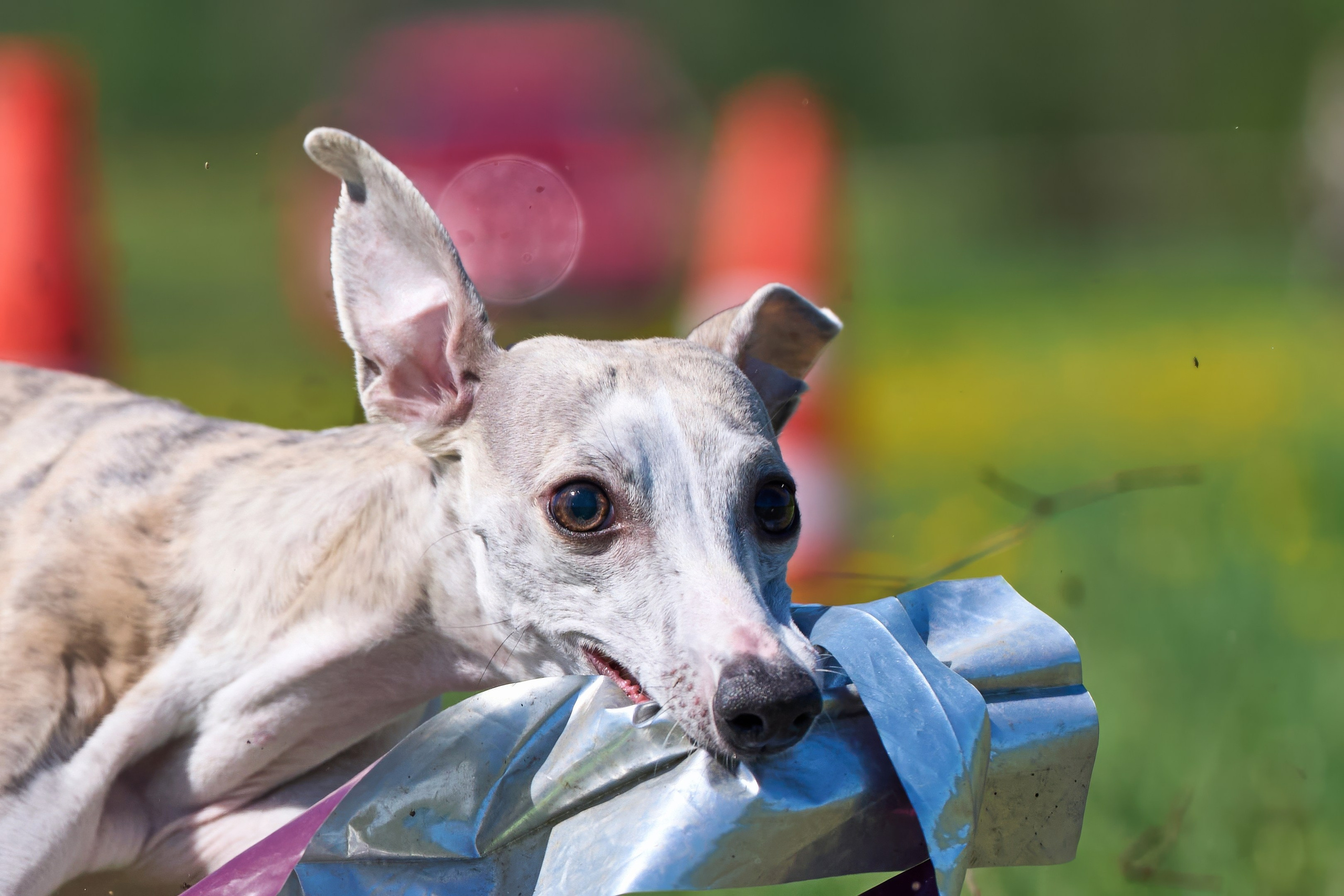 Квалификация по курсингу Донино. Фотограф-анималист Михаил Манухин