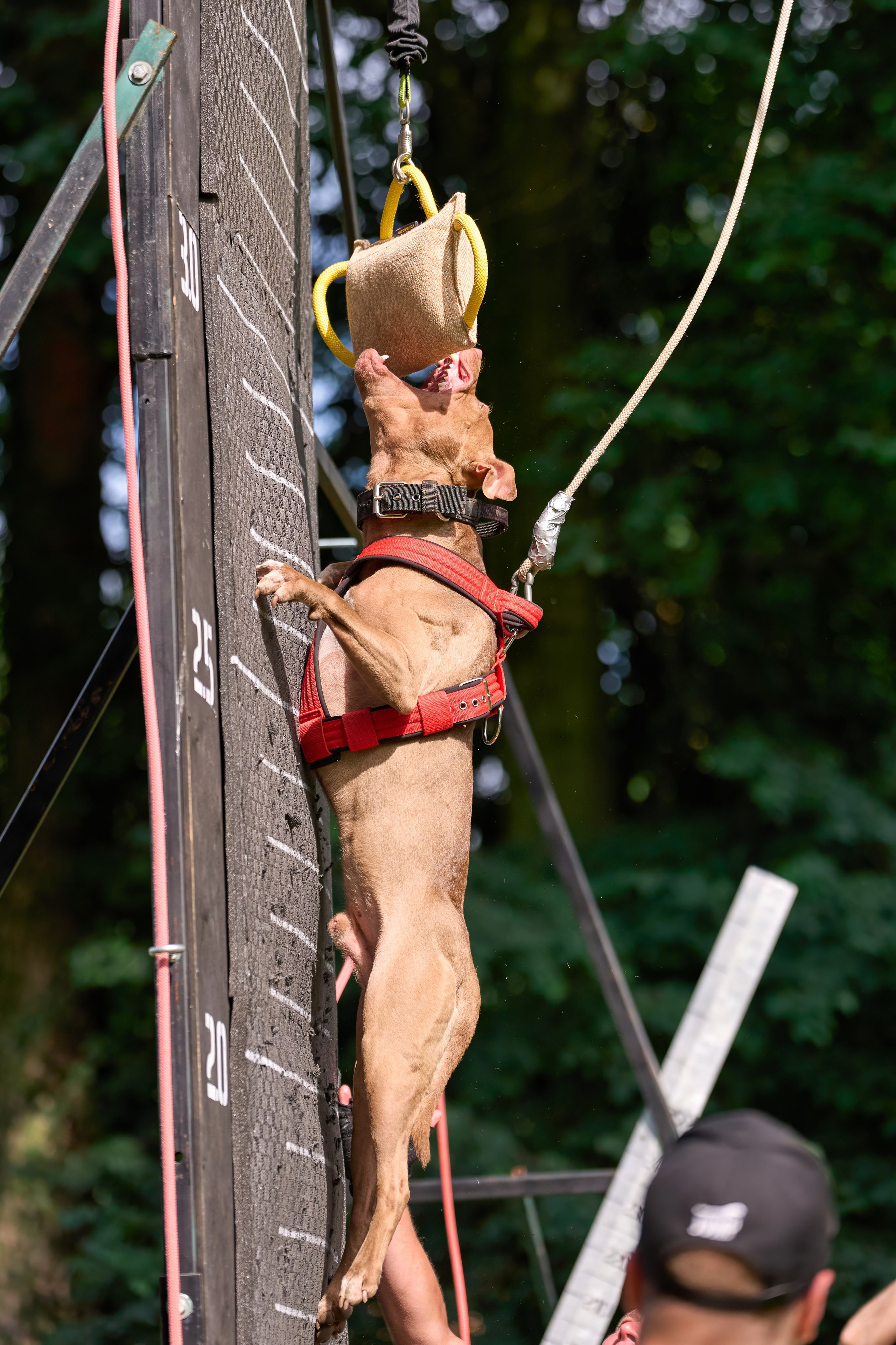 Двухдневные соревнования «Jump'n'Gym Fest — 2024». Фотограф-анималист Михаил Манухин