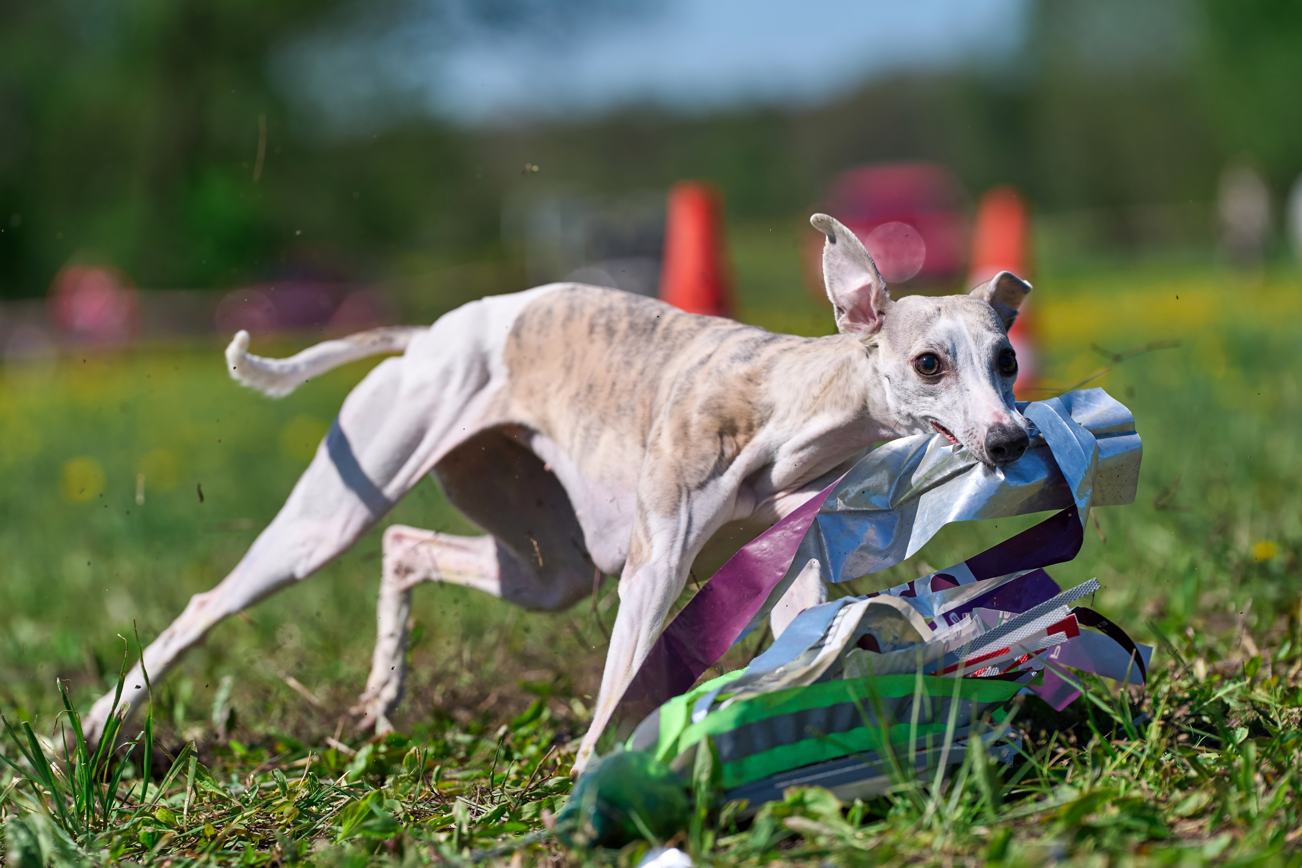 Квалификация по курсингу Донино. Фотограф-анималист Михаил Манухин