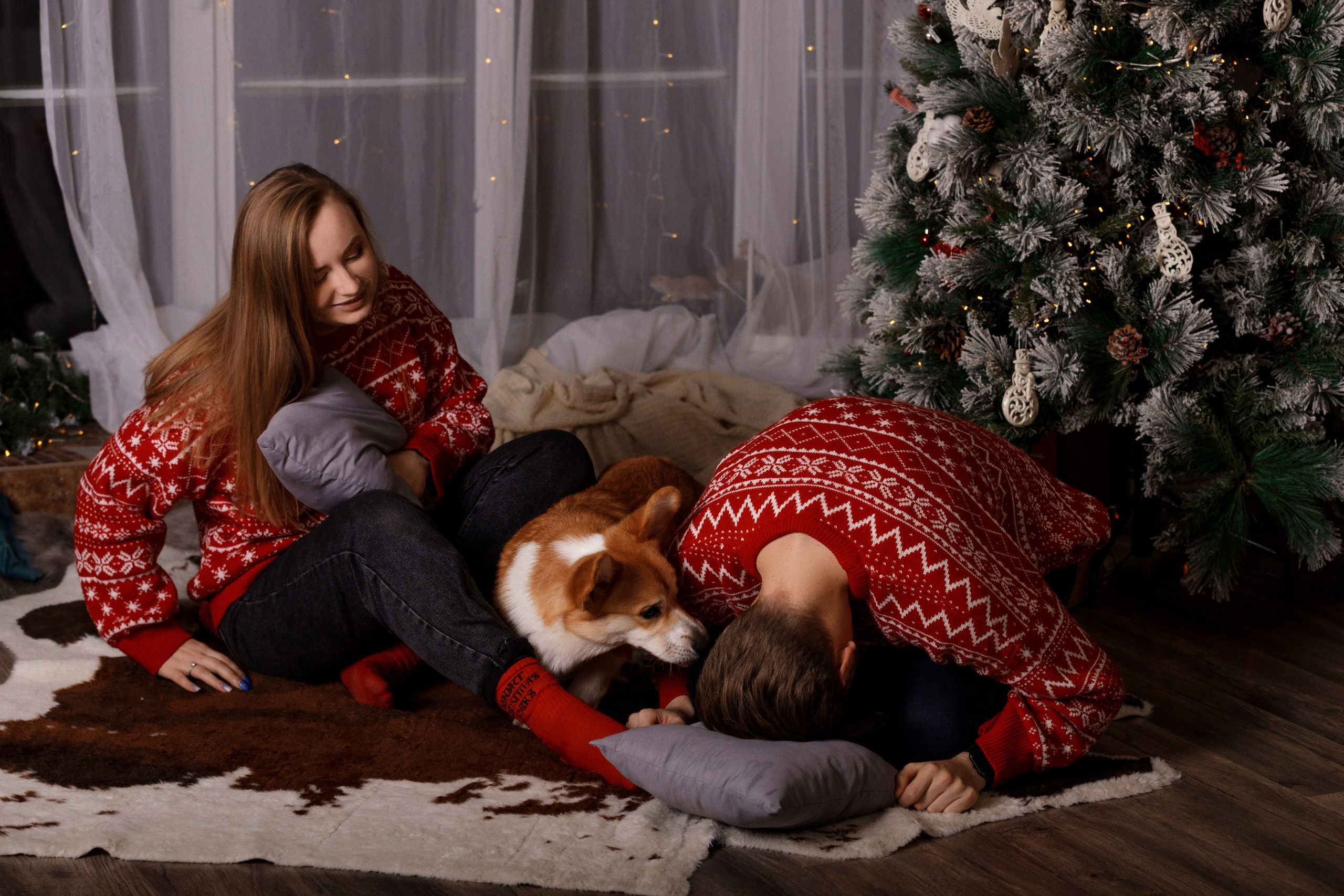 Корги Фил, Катя и Сергей. Новогодняя фотосессия в студии. Фотограф-анималист в Калуге Мария Шерскова
