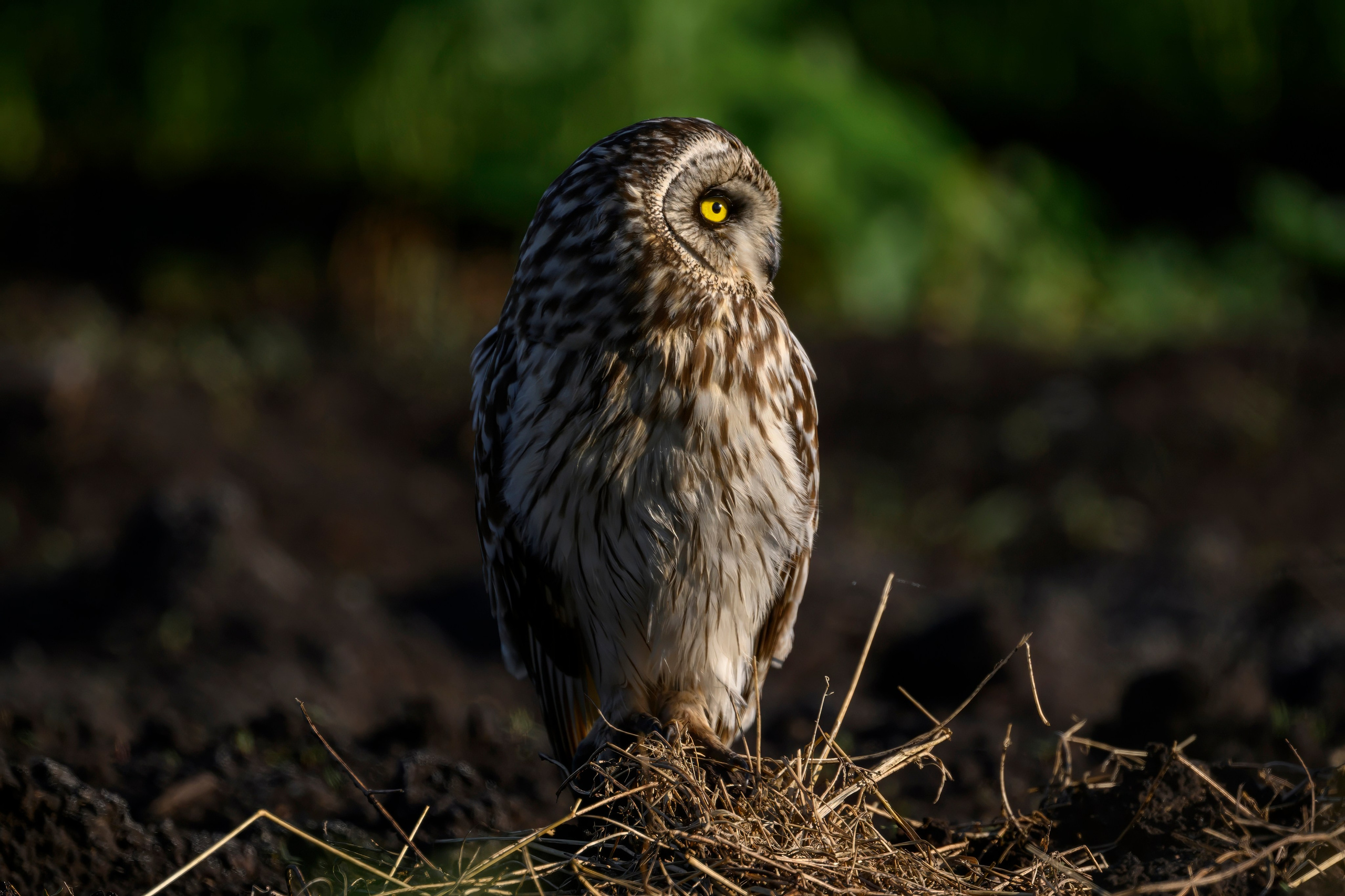 Сова и совята. Owl and owlets. Фотограф Сергей Пупонин