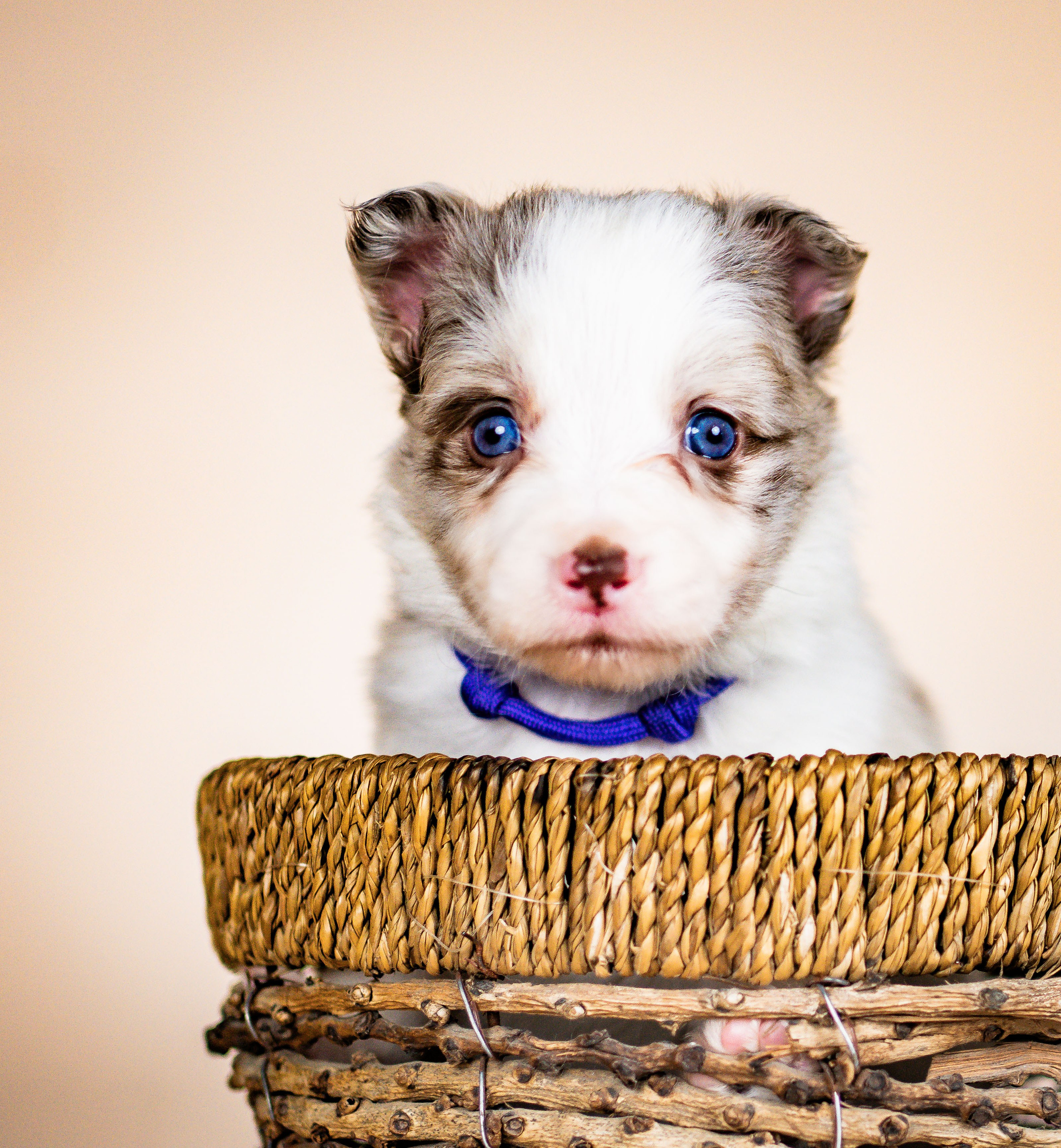 Фритсвит. Семейный фотограф Ефремова Виктория