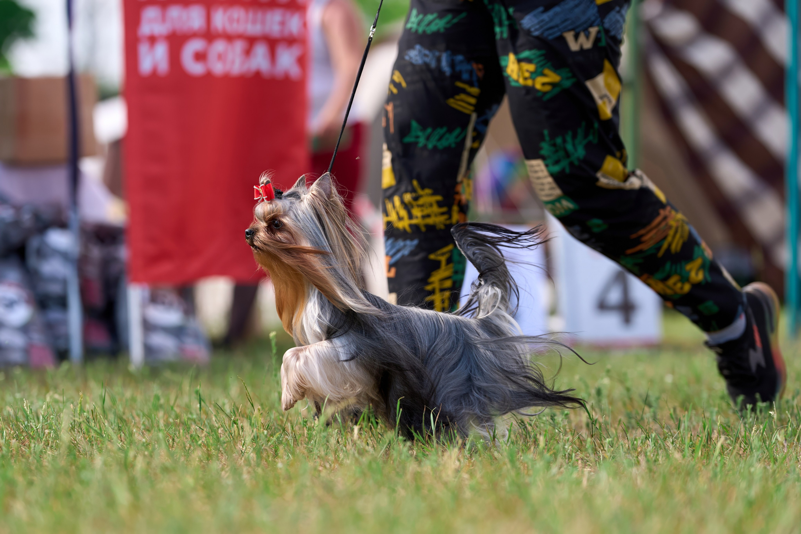 Выставка «ИЗ СОЗВЕЗДИЯ БОЛЬШОГО ПСА 2024». Фотограф-анималист Михаил Манухин