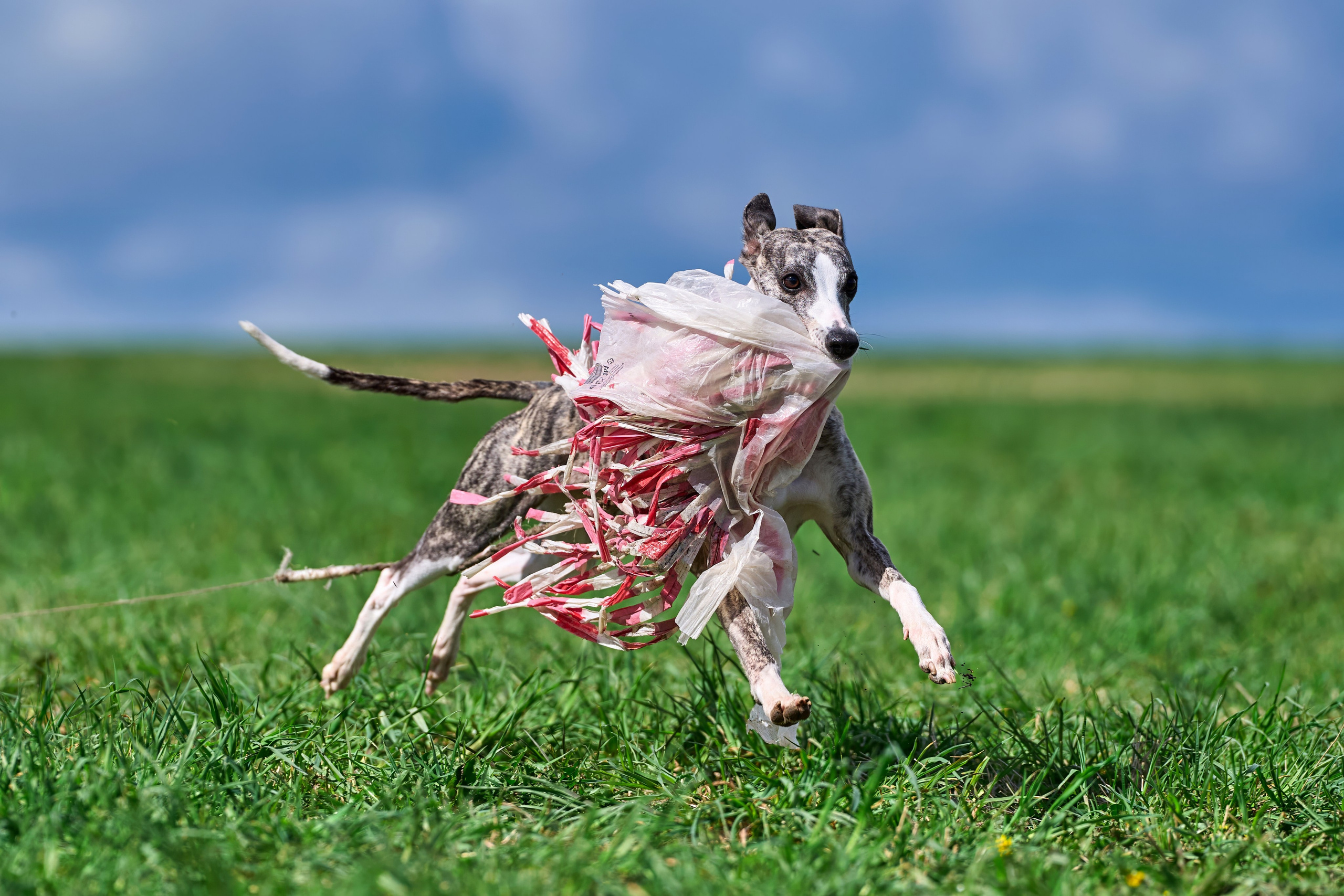 Тренировка по курсингу «на Ярославке». Фотограф-анималист Михаил Манухин